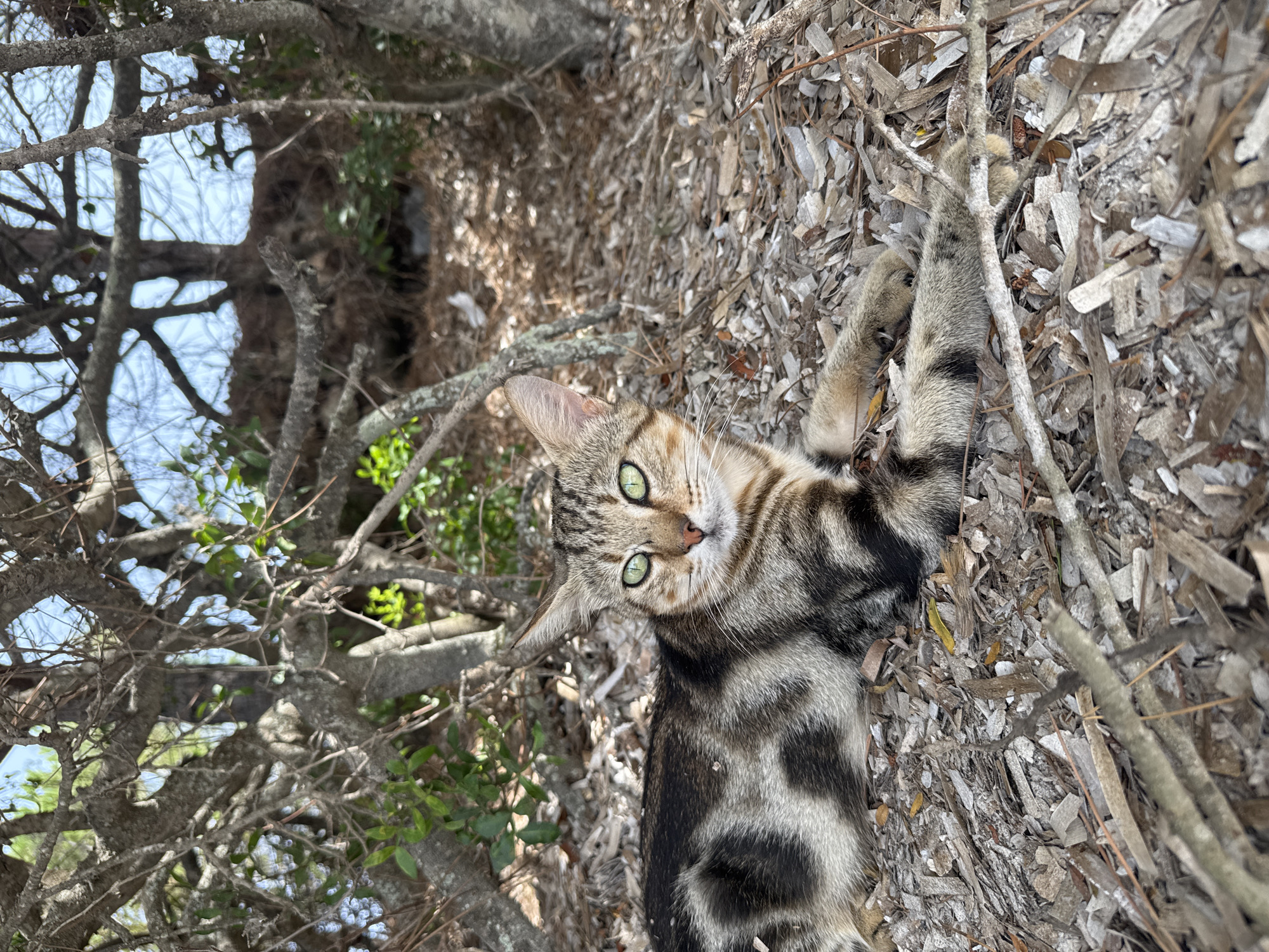 A tabby cat with green eyes lies on a bed of dry leaves and twigs under the shade of trees. The cat is facing forward and looking at the camera. The background shows more trees and dappled sunlight. The scene is outdoors, likely in a natural or semi-natural environment.