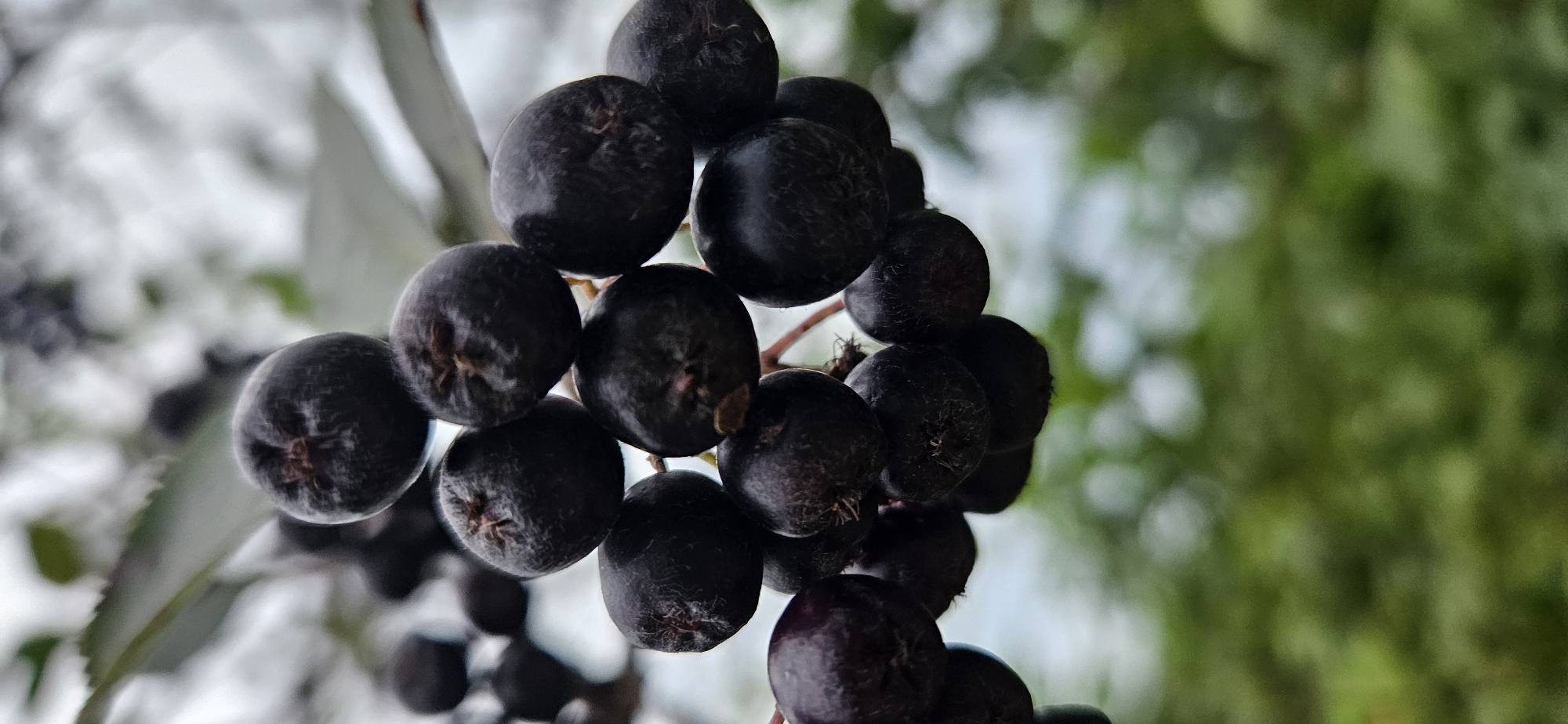 The image shows a close-up, vertical shot of a cluster of dark, ripe berries, likely aronia, hanging from a branch. The berries are round and plump, with a deep purple-black hue. They are clustered together, with some overlapping. The background is softly blurred, showing hints of green foliage and a pale, overcast sky. The focus is sharp on the berries, highlighting their texture and individual forms. The scene is outdoors, suggesting a natural environment, possibly a garden or park. There is no indication of the specific location within Мазалаўскі сельскі Савет, Belarus.