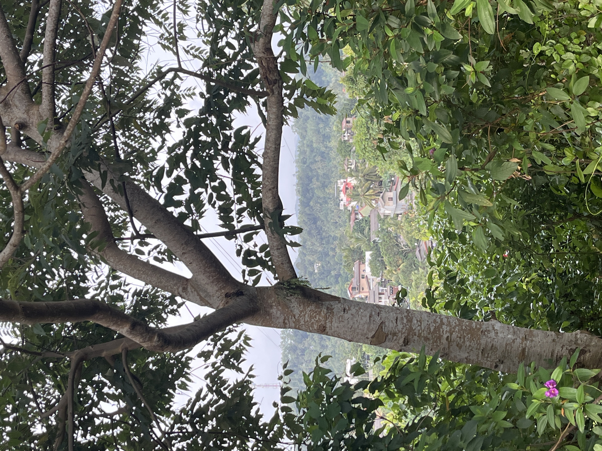 The image captures a view overlooking a residential area in Akmeemana, Sri Lanka, framed by the branches and foliage of a large tree in the foreground. The scene is dominated by lush green vegetation, with the trunk of a thick tree prominently positioned on the left side. Through the leaves and branches, a collection of houses with red-tiled roofs and white walls can be seen scattered across a hillside. The background features rolling green hills covered in dense trees, suggesting a tropical or subtropical environment. The sky is overcast, casting a diffused light over the landscape. A single purple flower is visible on a bush in the lower left corner of the frame. The overall impression is one of a quiet, semi-rural setting within the town.