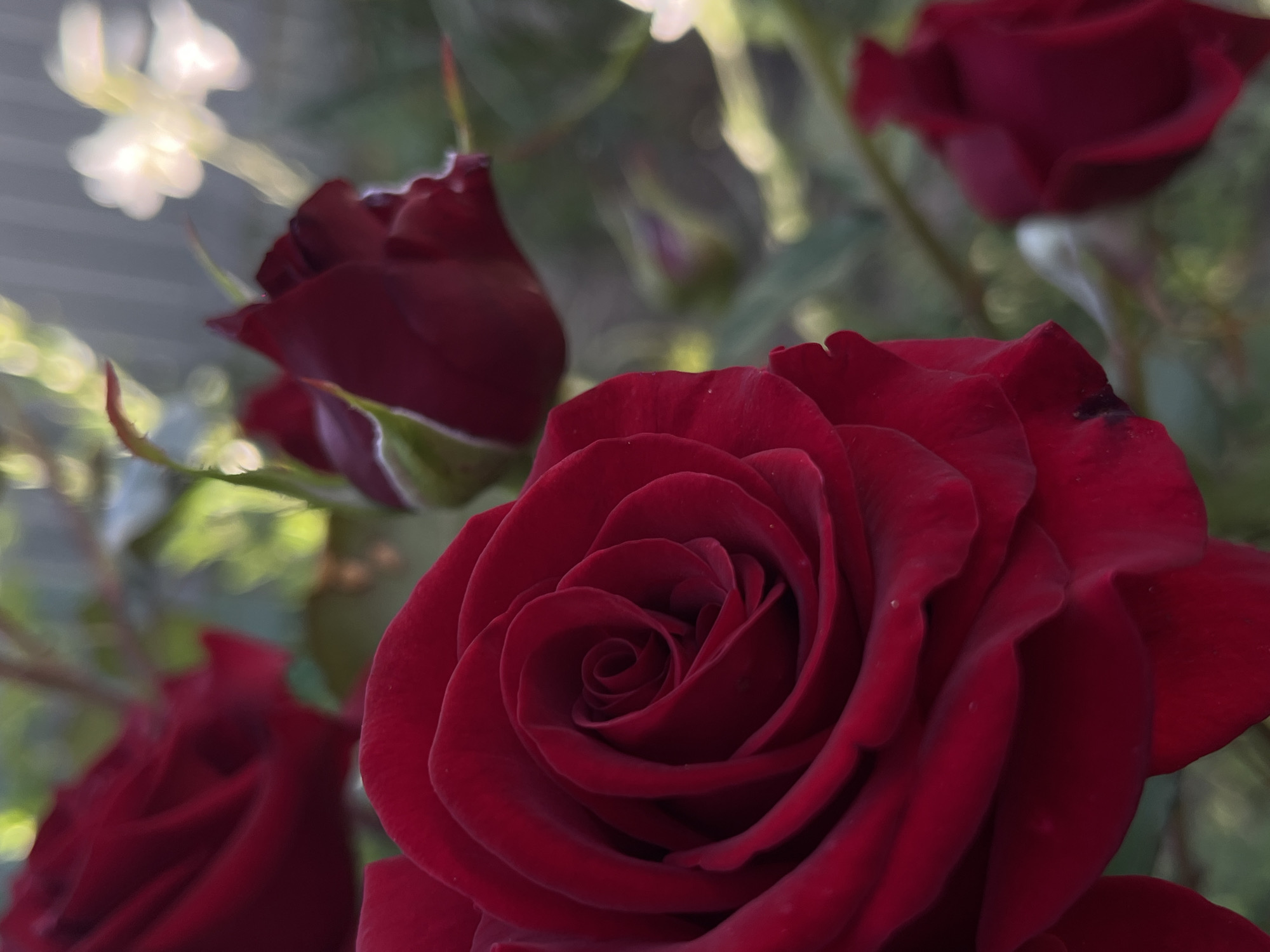 This media file is a close-up photograph of several dark red roses in bloom. The main subject is a fully opened rose in the foreground, showcasing its velvety petals arranged in a spiraling pattern. To the left and in the background, other roses and buds are visible, some appearing as unfocused blurs. There are also hints of green foliage and a bright, out-of-focus white flower or light source in the upper left corner, suggesting an outdoor setting.
The lighting suggests it might be daytime, possibly with soft sunlight, as indicated by the bokeh effect in the background. There are no people or explicit activities depicted. The focus is entirely on the floral subjects. The emotional tone conveyed is one of natural beauty and perhaps a sense of romanticism or elegance, commonly associated with roses. There is no visible text in the image. The location context provided is Novopokrovskaya, Russia, which adds a geographical anchor to the scene, implying these are roses grown or found in that region.