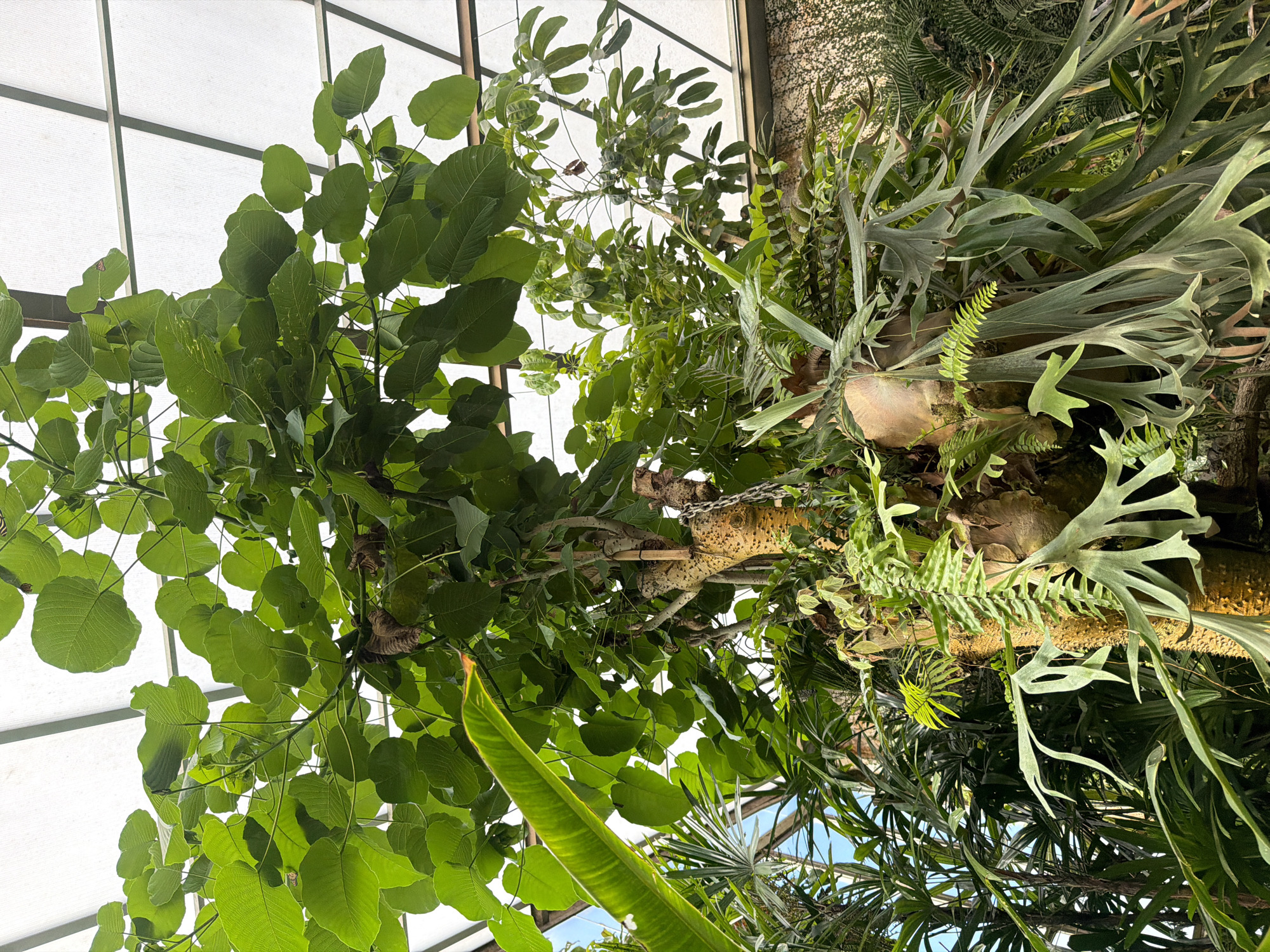 This image captures a close-up view of a large, lush plant collection housed within a greenhouse or botanical garden structure. The overhead view reveals a translucent white ceiling composed of geometric panels. The dominant subject is a substantial tree trunk, its rough, textured bark a prominent feature, with a metal chain draped around it. Attached to and growing from this trunk are various epiphytic plants, most notably a large staghorn fern with its distinctive, broad, bifurcated fronds cascading downwards. Other ferns and smaller leafy plants are interspersed around the trunk. Above and surrounding the trunk, large, broad green leaves of another plant fill the upper portion of the frame, their smooth surfaces illuminated by the light filtering through the ceiling. In the background, glimpses of other tropical foliage and structures suggest a humid, cultivated environment. There are no people or animals visible in the image. The scene is situated in the Drago Park in Icod de los Vinos, Spain, a location known for its botanical collections.