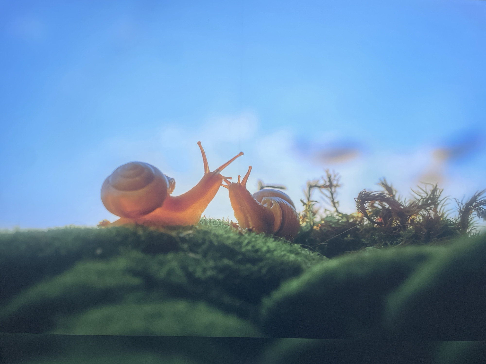 Two snails are on a green mossy surface against a blue sky. The snails face each other, their antennae almost touching. Behind them are out-of-focus details that could be plants or other vegetation. The lower portion of the image is a dark green, likely more of the mossy surface, and a dark strip at the very bottom. There is no indication that this image was taken in Sochi, Russia.