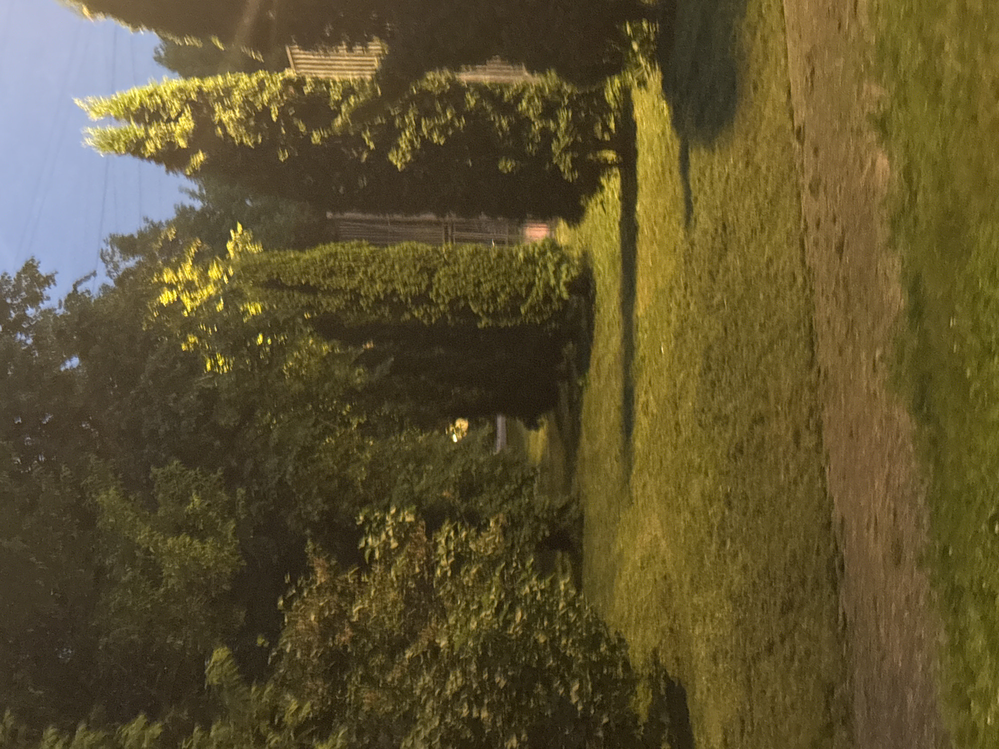 The image depicts a park-like setting with lush green grass in the foreground and middle ground. Several tall, slender evergreen trees, likely cypress or juniper, are prominently featured on the right side of the image, illuminated by a yellowish light source. To the left, a dense cluster of deciduous trees with dark green foliage forms a backdrop. A subtle hint of a path or road can be seen curving through the grassy area. In the background, the sky is a dim blue, suggesting either dusk or dawn, with faint power lines visible overhead. A light-colored, vertical structure, possibly a fence or part of a building, is partially obscured by the trees on the right. The overall impression is one of a tranquil, outdoor space during low-light conditions.