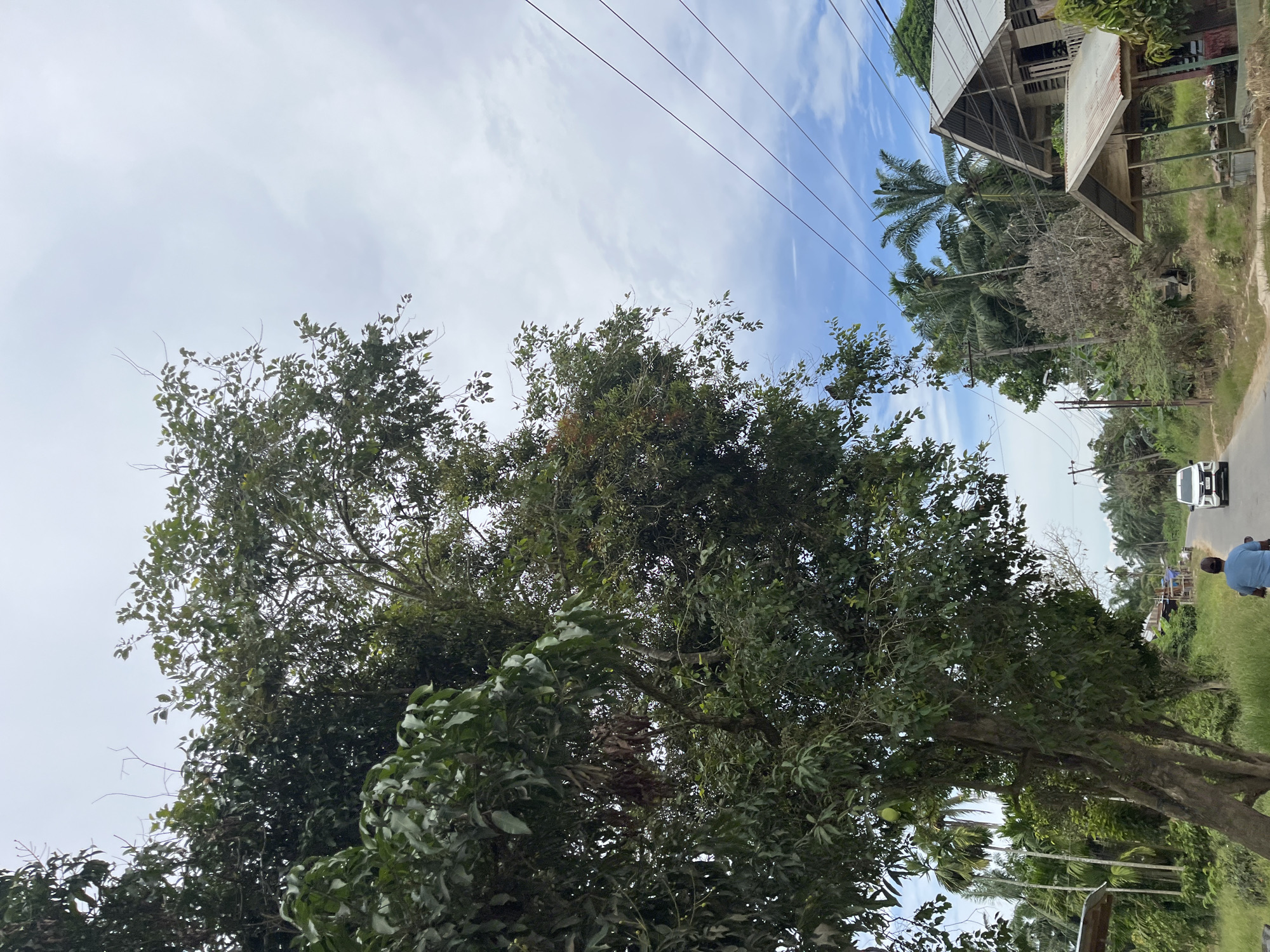 The image depicts a scene in Benuaraja, Indonesia, featuring a paved road winding through a lush, green environment. On the left side of the road, a large, mature tree with dense foliage dominates the foreground. A person on a motorcycle, wearing a blue shirt, is traveling away from the camera on the road.
Further down the road, to the right, a white SUV is visible. Adjacent to the road, several simple wooden houses with corrugated metal roofs are situated. These houses appear to be in a residential area, surrounded by vegetation. Palm trees and other tropical plants are scattered throughout the landscape. Overhead, power lines stretch across the sky, which is partly cloudy with patches of blue. The overall impression is one of a rural or semi-rural setting in Indonesia, with a mix of natural elements and human habitation.