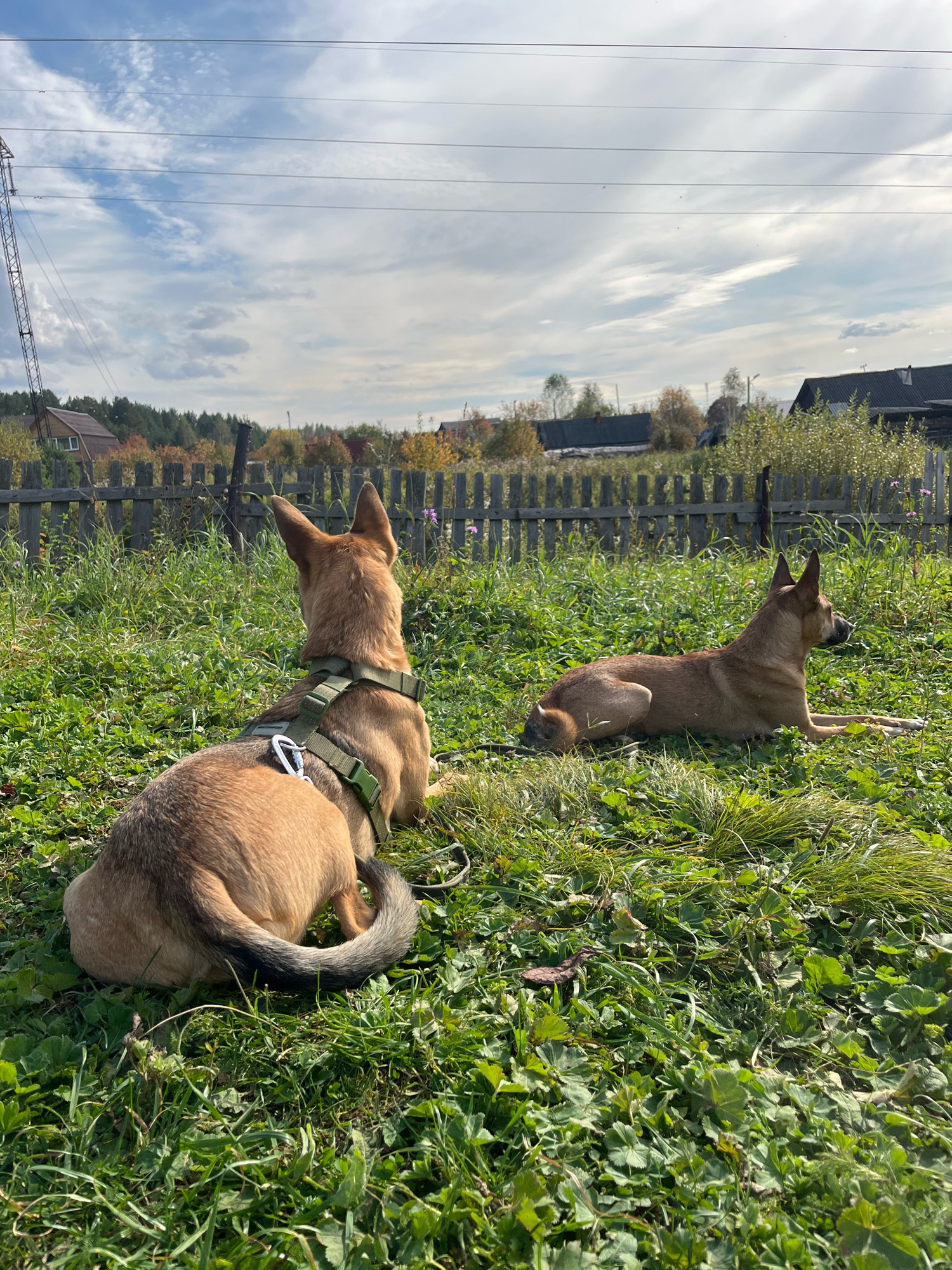 Two dogs are resting in a grassy field. The dog in the foreground is facing away from the camera, wearing a green harness. The second dog is lying down to the right, facing left. In the background, a wooden fence runs horizontally across the image, separating the field from a line of trees and several houses. The sky is partly cloudy with a few birds visible. The scene appears to be in a rural or suburban area.