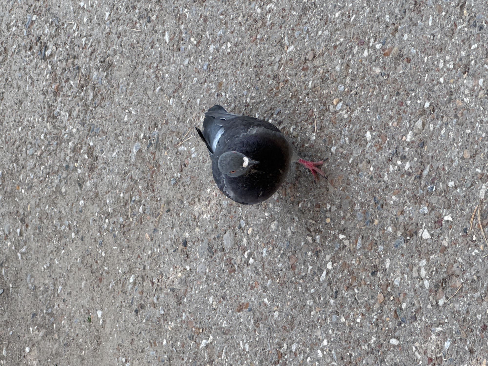 A pigeon is standing on a coarse, grey asphalt surface with scattered pebbles and small stones. The pigeon is dark grey with iridescent feathers on its neck and a white stripe on its wing. Its eyes are reddish-orange, and its legs and feet are bright pink. The pigeon is facing the camera, with its head slightly tilted. The background is out of focus, showing more of the asphalt ground. There are no people or buildings visible in the image, and the environment suggests an outdoor urban setting. The pigeon appears to be looking for food or attention. The scene is devoid of any specific identifiable landmarks or context that would indicate its location within the city of Ufa, Russia.