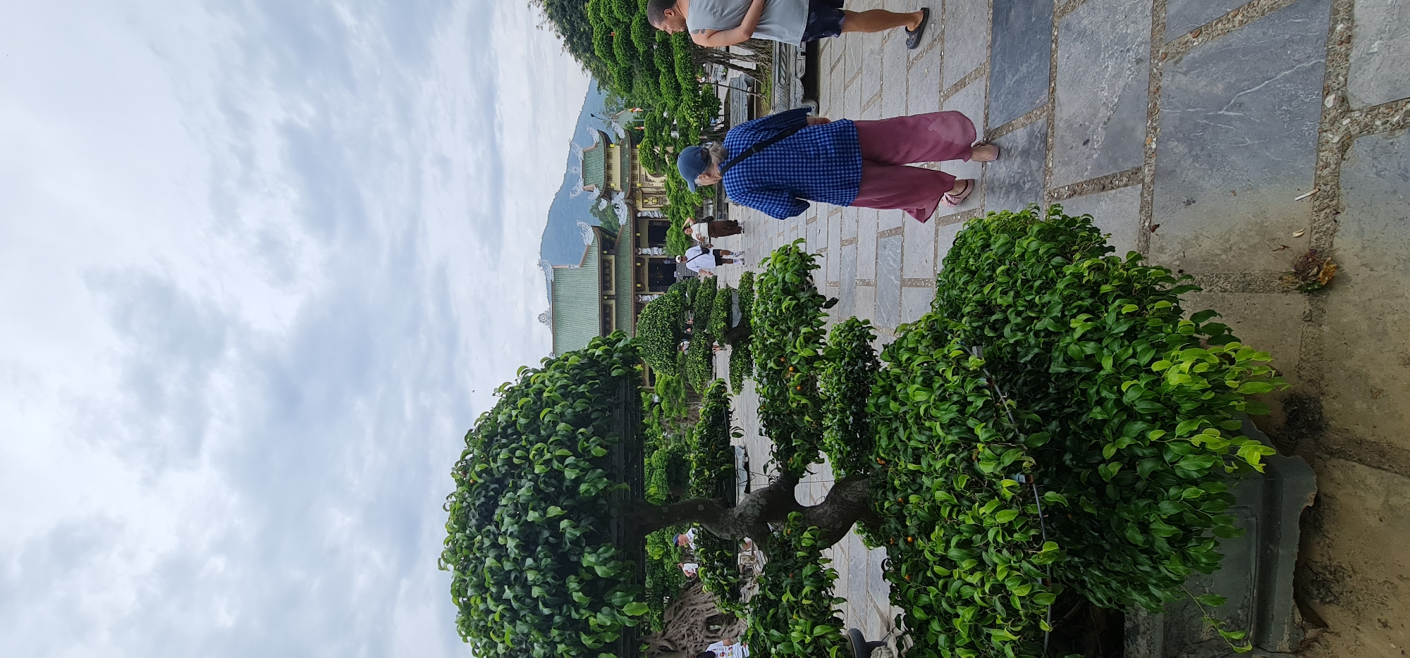 The image captures an outdoor scene at a traditional Vietnamese temple or pagoda, likely in Đà Nẵng, Vietnam, given the provided context. The view is from a slightly elevated position, looking towards a grand building with mountains in the background.
In the foreground and midground, a paved pathway made of grey stone slabs is flanked by numerous meticulously manicured bonsai trees and shrubs with lush green foliage. Some of these plants exhibit small, round orange fruits.
Several people are visible. In the immediate midground, a person, viewed from behind, wears a blue checkered shirt, loose pink/maroon pants, and a blue baseball cap, walking along the path. Behind them, a man in a grey t-shirt and dark shorts is partially visible. Further back, closer to the building, other individuals can be seen, including one wearing a traditional conical hat (nón lá) and another in a white t-shirt. The activity appears to be casual sightseeing or visiting the cultural site.
The prominent traditional building in the background features multiple tiers of green tiled roofs and intricate architectural details. Hazy mountains rise behind it. The sky is overcast or partly cloudy, creating a soft, diffused light, suggesting it is daytime, possibly late morning or afternoon. No legible text is visible within the image. The overall atmosphere is peaceful and serene, typical of a cultural and natural attraction.
