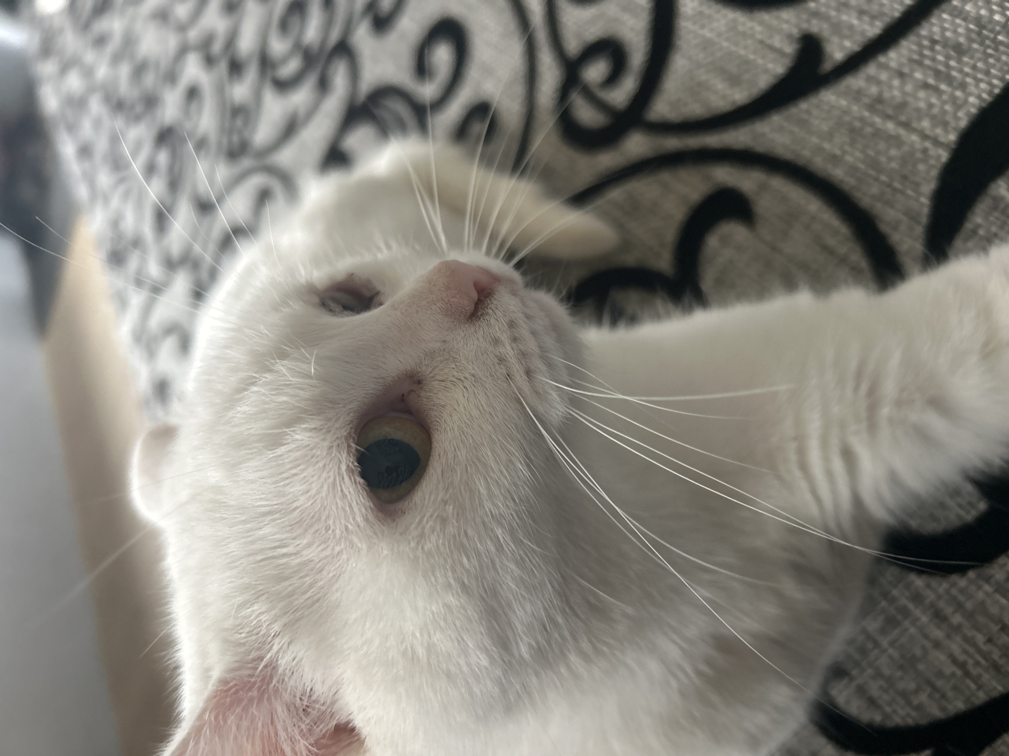 A close-up, upward-angled shot depicts a white cat with one visible eye. The eye is golden. The cat has pink skin and a pink nose. The background is blurred and shows a grey fabric with a darker pattern. The location is unknown.