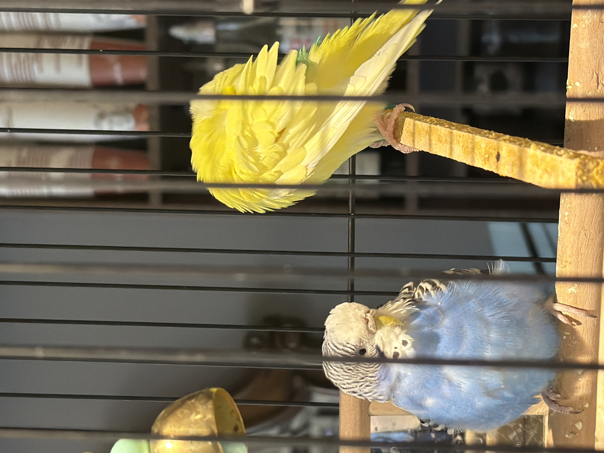 The image shows two budgerigars inside a cage. The budgerigar on the left is blue and white with black stripes on its head and wings, and it is perched on a wooden dowel. The budgerigar on the right is bright yellow and appears to be preening itself, with its back facing the camera. The cage has black vertical bars. In the background, shelves with several cylindrical objects are visible, as well as a metallic bell-shaped object hanging from the cage. The scene is lit by natural light, casting shadows. The location is not specified in the image, nor is there any information to suggest it is in Rostov-on-Don, Russia.