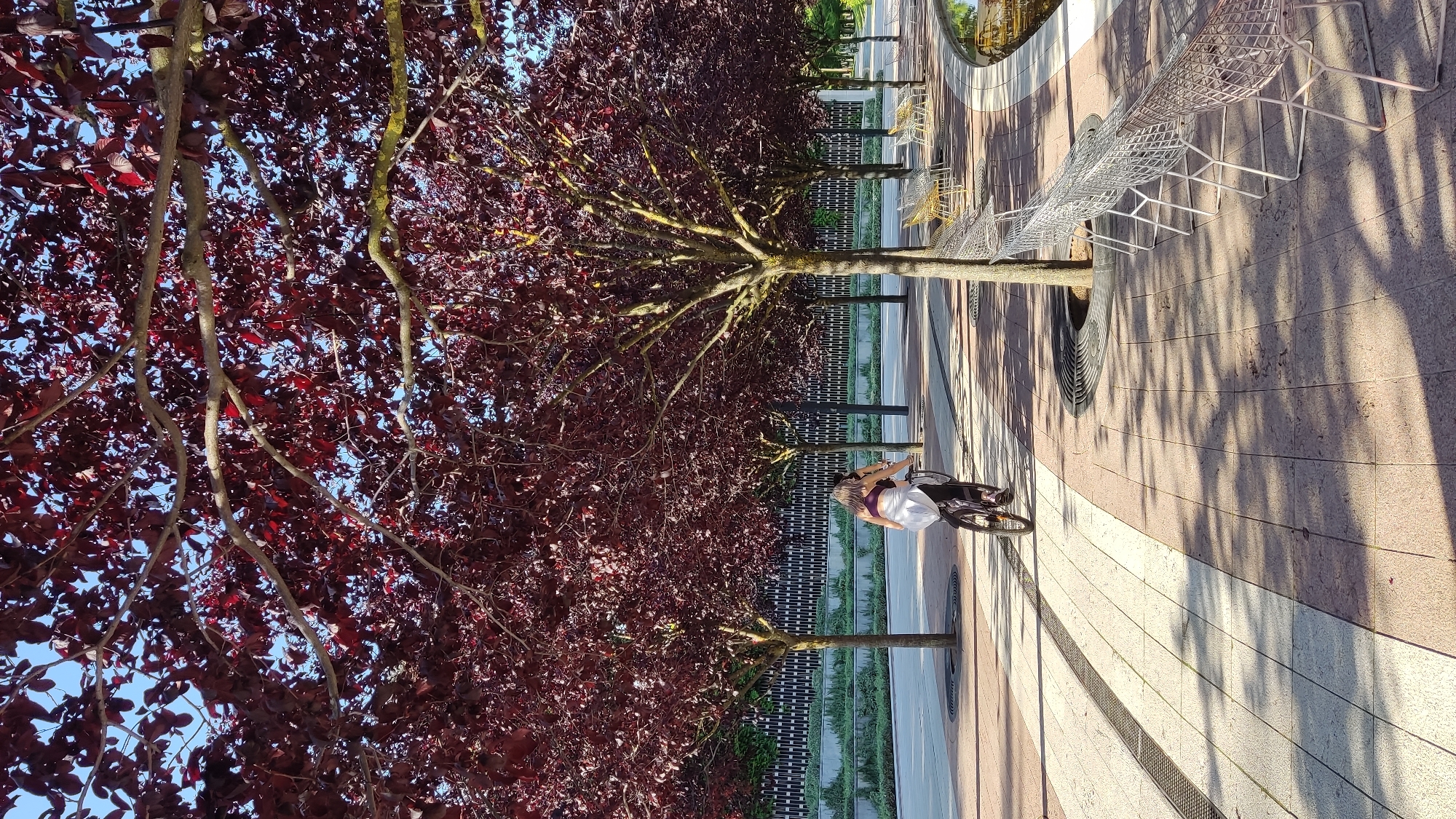 The image shows a tree-lined promenade with a woman riding a bicycle. She is wearing dark leggings and a dark top with a white garment draped over her shoulders. The trees have abundant dark red foliage. There are rows of empty white wire chairs on the right side of the promenade, near a water feature. The ground is paved with light and dark patterned tiles, and there are shadows from the trees cast across the surface. In the background, there is a building with a patterned facade. The lighting suggests it is daytime with bright sunlight. There is no discernible information about the specific location within Krasnodar, Russia.