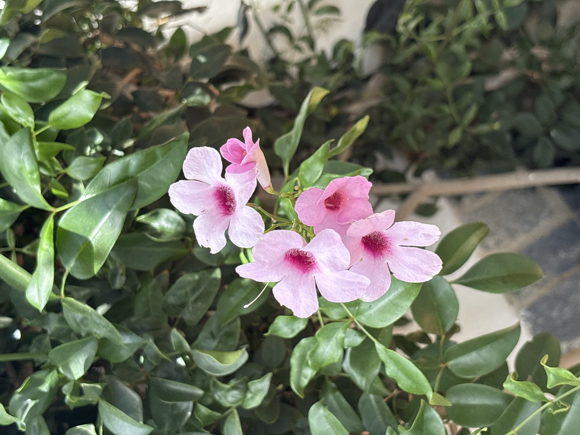 A close-up, high-angle shot captures a cluster of delicate pink flowers with deep pink centers, nestled amongst lush green foliage. The flowers appear to be tubular with ruffled edges, and a single thin stamen extends from the center of one bloom. The surrounding leaves are oval-shaped and glossy, suggesting a healthy plant. The background is a soft blur of more greenery and hints of a pale, textured wall. The scene evokes a sense of natural beauty and tranquility, likely a garden or outdoor setting within the city of Orihuela, Spain.