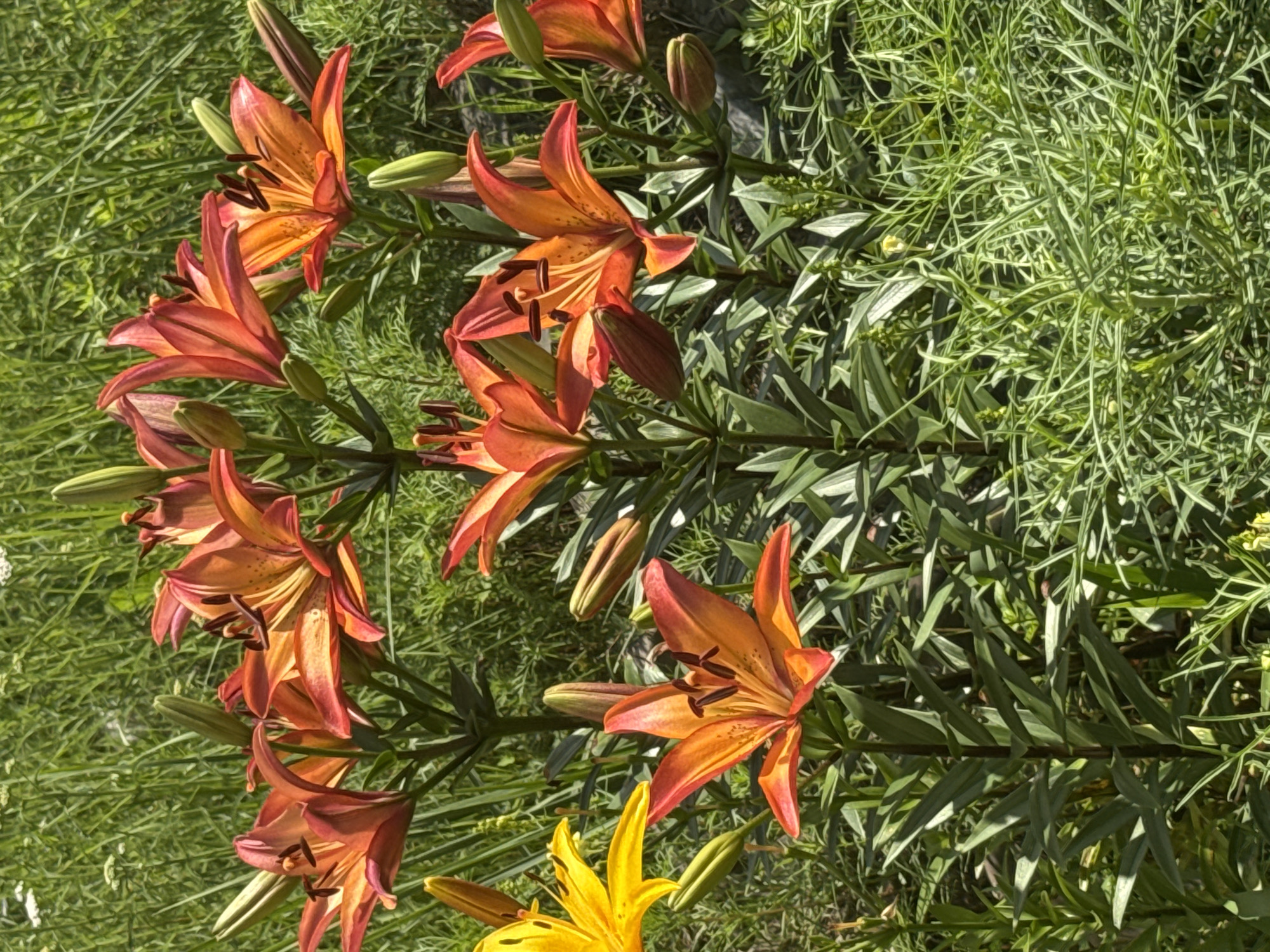 A close-up, eye-level shot shows an outdoor garden in Komsomolsk-on-Amur, Russia, featuring several vibrant orange and yellow lilies in bloom. The lilies are the primary subjects, with their petals unfurled and stamen visible. Several green lily buds are also present, indicating ongoing growth. The flowers are surrounded by lush green grass and foliage, suggesting a sunny day in a well-maintained garden. The background is a blur of green, further emphasizing the lilies. No people are visible in the image. The scene is peaceful and depicts a natural, blooming garden.