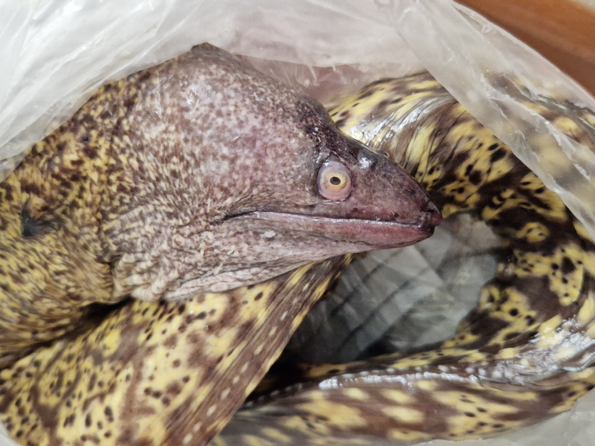 The image displays a close-up view of a moray eel, wrapped in clear plastic. The eel has a distinctive mottled pattern of dark brown and yellow. Its head is visible, showing an eye with a dark pupil surrounded by a lighter iris. The eel is coiled and appears to be placed on a wooden surface, with some white plastic also visible. The lighting is direct, illuminating the subject and creating some reflections on the plastic. The image does not contain any information or visual cues that place it in the city of Taranto, Italy.