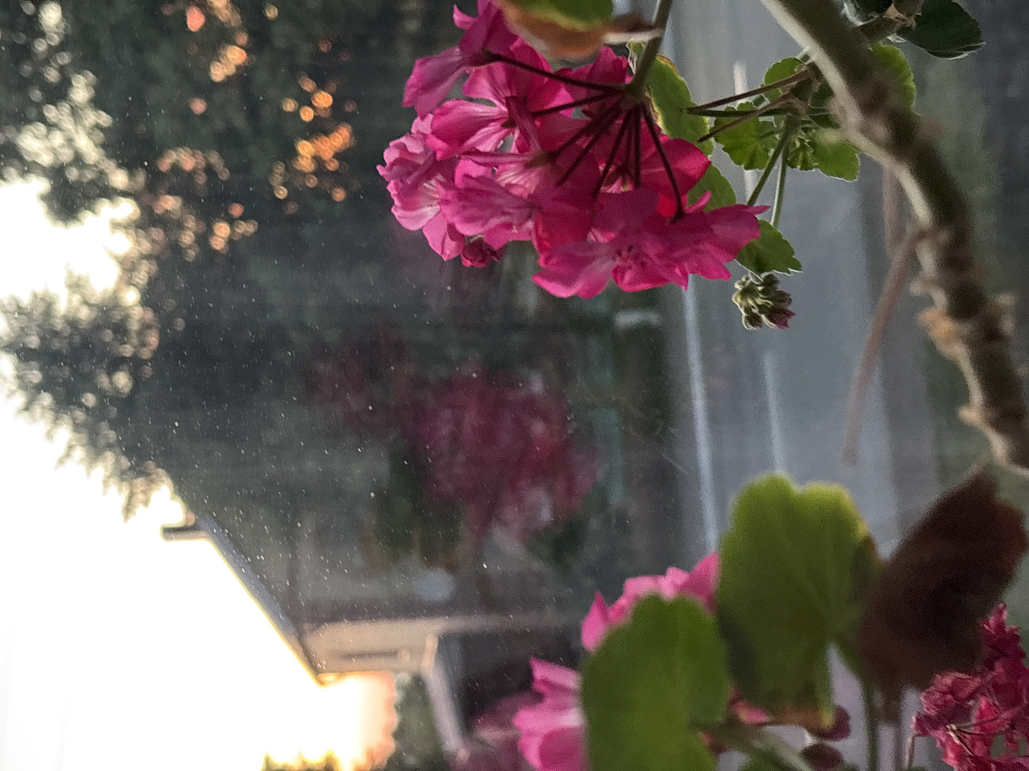 The image depicts a close-up of pink geranium flowers in the foreground, viewed through a window. Outside the window, a blurred background shows a building with a reddish-brown roof, trees, and a road. The sky is bright with the warm hues of either sunrise or sunset. Dust particles are visible on the windowpane. The scene is set in a residential area, possibly with a garden or natural vegetation surrounding the building. The overall impression is one of a peaceful, domestic setting during twilight. There are no people visible in the image.