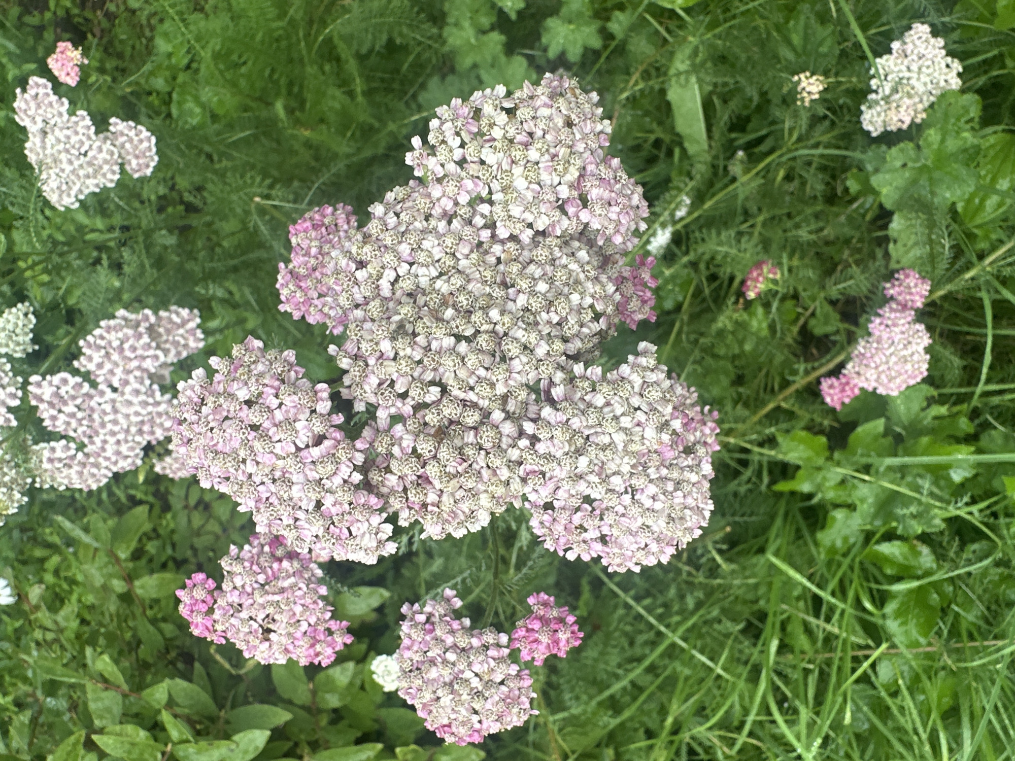 This is a close-up, overhead shot of a cluster of pink and white yarrow flowers in a garden in Staritsa, Russia. The flowers are in various stages of bloom, with some fully open and others still in bud. The petals are delicate and appear to have been affected by recent rain, as indicated by the water droplets on some of the leaves and petals. The surrounding foliage is lush and green, with a mix of grasses and other leafy plants. The overall impression is one of natural beauty and tranquility, suggesting a peaceful, outdoor setting.