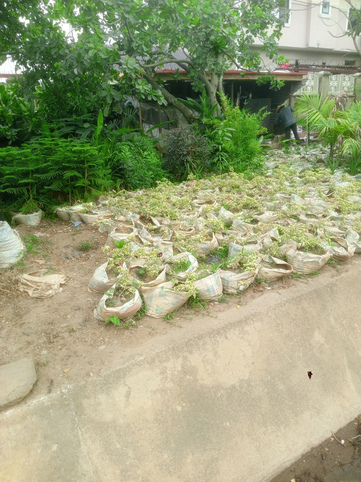 The image captures an outdoor plant nursery or garden area, likely in Abuja, Nigeria, under diffused daylight. In the foreground, a concrete drainage or pathway runs along the bottom right. Adjacent to this, and extending into the midground, a large collection of young plants, mostly with variegated green and light-colored leaves, are cultivated in numerous repurposed sacks. These sacks, predominantly white or off-white, appear to be old cement bags, with faint text such as "CEMENT" and "ASH" discernible on some of their surfaces.
To the left, a cluster of evergreen trees with dense, needle-like foliage, possibly Norfolk Island pines, are also growing in similar sacks. The midground is characterized by lush green vegetation, including various shrubs and a large tree with broad leaves that dominates the upper left.
In the background, a multi-story building with a light-colored exterior and a white decorative fence topped with barbed wire can be seen. Below the large tree and closer to the building, a person dressed in dark clothing is partially visible near a rustic-looking shed or structure, appearing to be working or moving within the garden space. The scene conveys an active nursery operation within a verdant, semi-urban setting. No specific emotions are discernible, and the time of day appears to be daytime with soft, ambient light, suggesting either an overcast sky or shaded conditions.