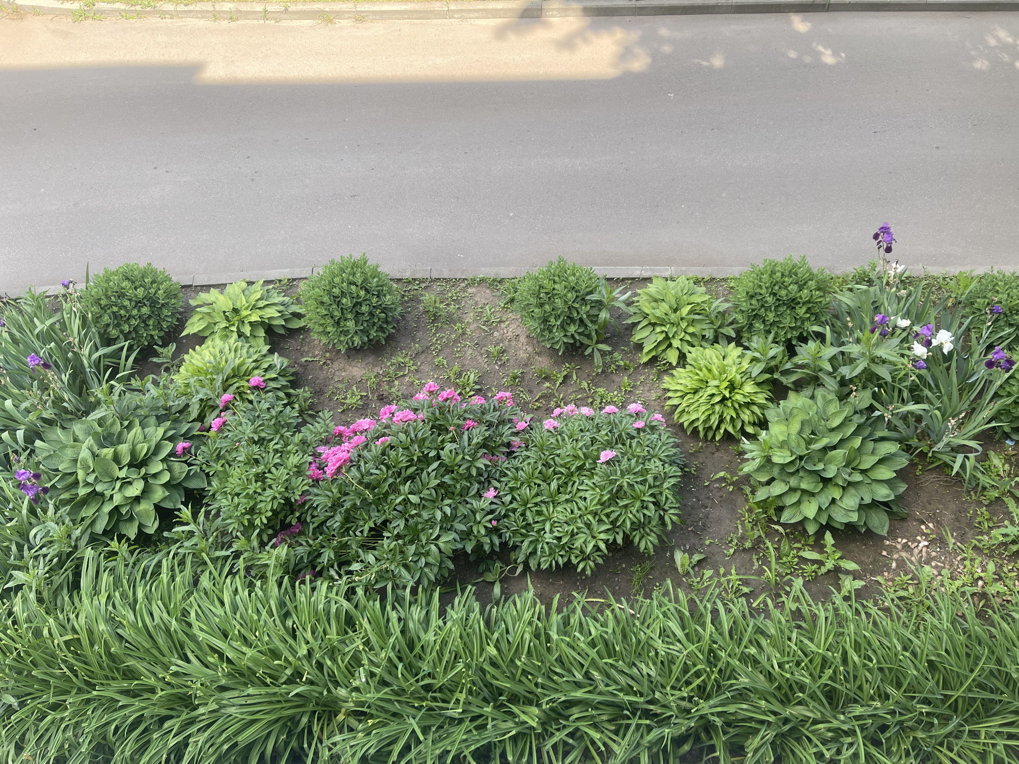 A top-down, vertical shot shows a border of green plants and flowers alongside a gray paved surface, likely a sidewalk or road. The plants are diverse, with tall, grass-like foliage on the left, punctuated by clusters of hostas and round, manicured green bushes. Pink flowers bloom among some of the greenery, and purple and white irises are visible at the bottom. The paved surface is smooth and mostly bare, with dappled sunlight creating shadows on its right side. The background beyond the paving is out of focus but appears to be a light-colored surface and some sparse vegetation. The scene suggests an outdoor urban environment, possibly a park or residential area.