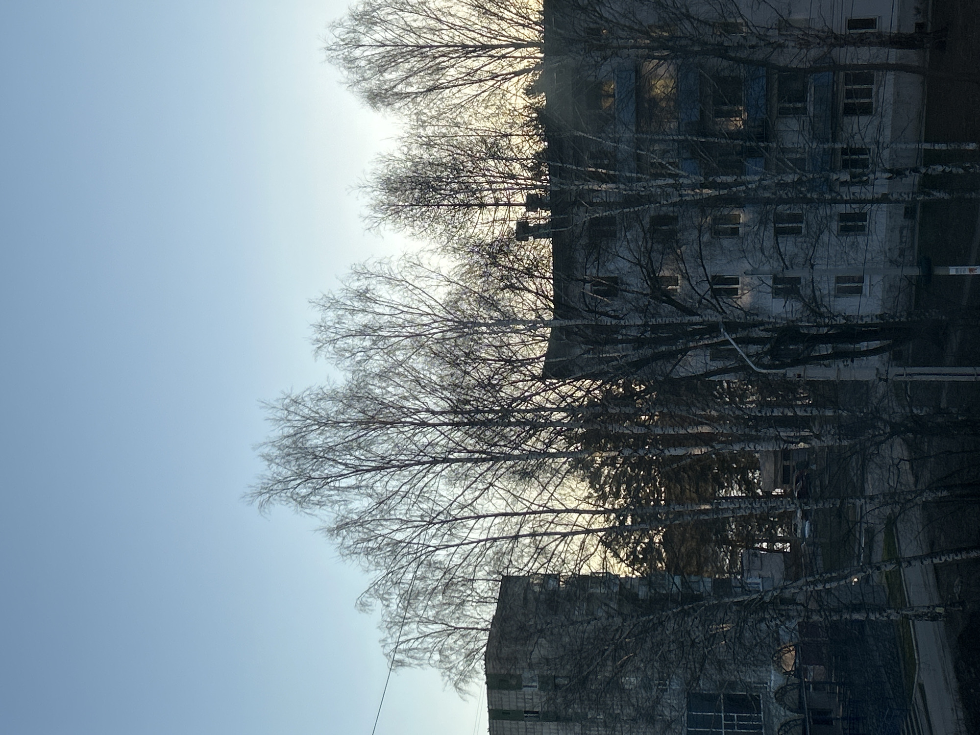 The image shows a view of buildings and trees in Chaikovsky, Russia. The foreground is dominated by bare trees, their branches reaching upwards towards the sky. Behind the trees are several multi-story buildings with windows visible. The sky is a pale blue, suggesting either early morning or late afternoon light. The overall scene conveys a sense of urban landscape in a cold climate.