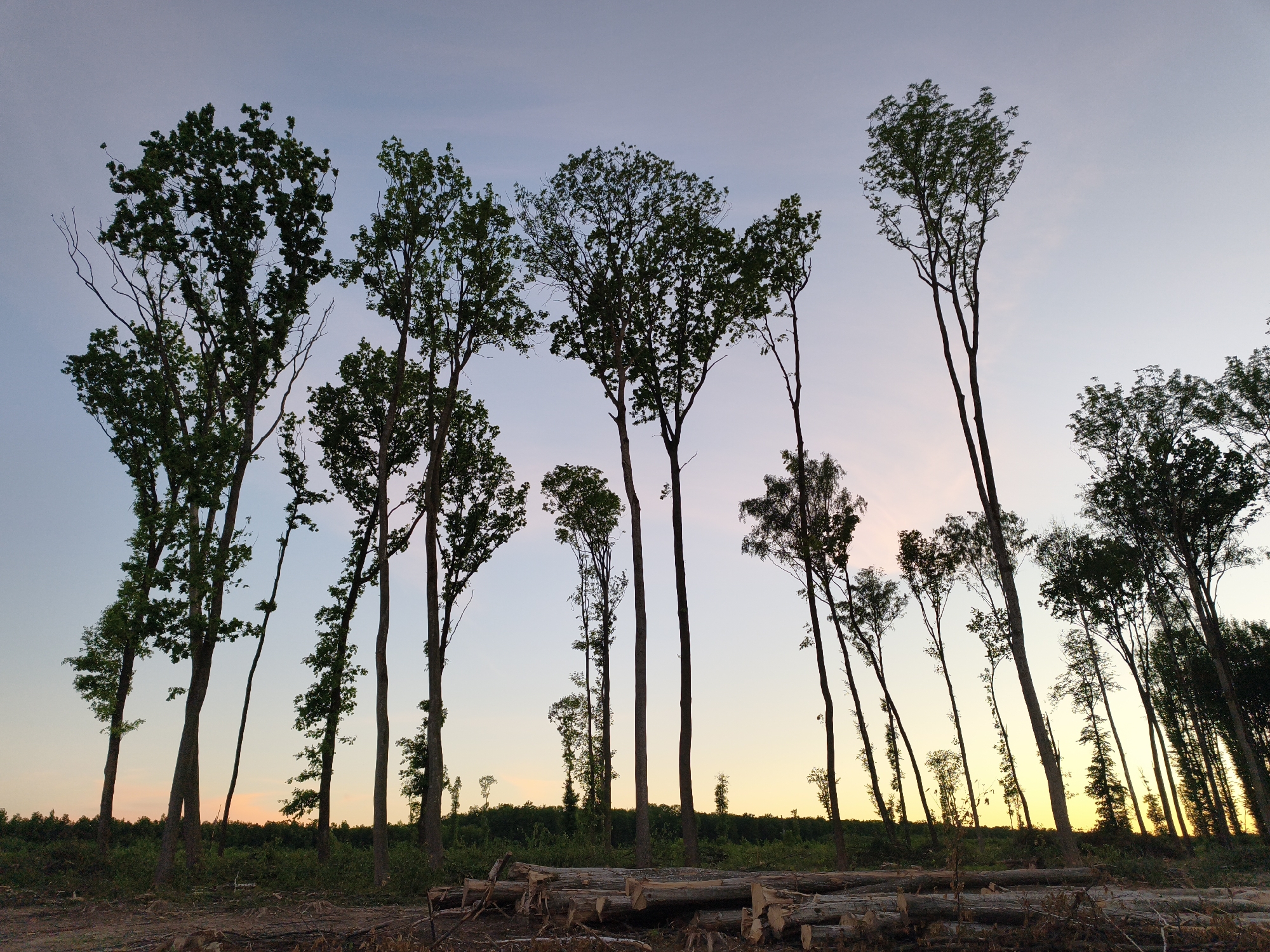 The image depicts a forest landscape at dusk, likely in the vicinity of Yemelivka, Ukraine. The foreground shows evidence of recent logging activity, with cut logs and debris scattered on the ground. A line of trees stands against a sky with a gradient of colors ranging from yellow to pink to blue. The trees vary in size and density of foliage, some with full crowns and others more sparse. The overall scene suggests a location where forestry operations are occurring near a forested area at twilight.