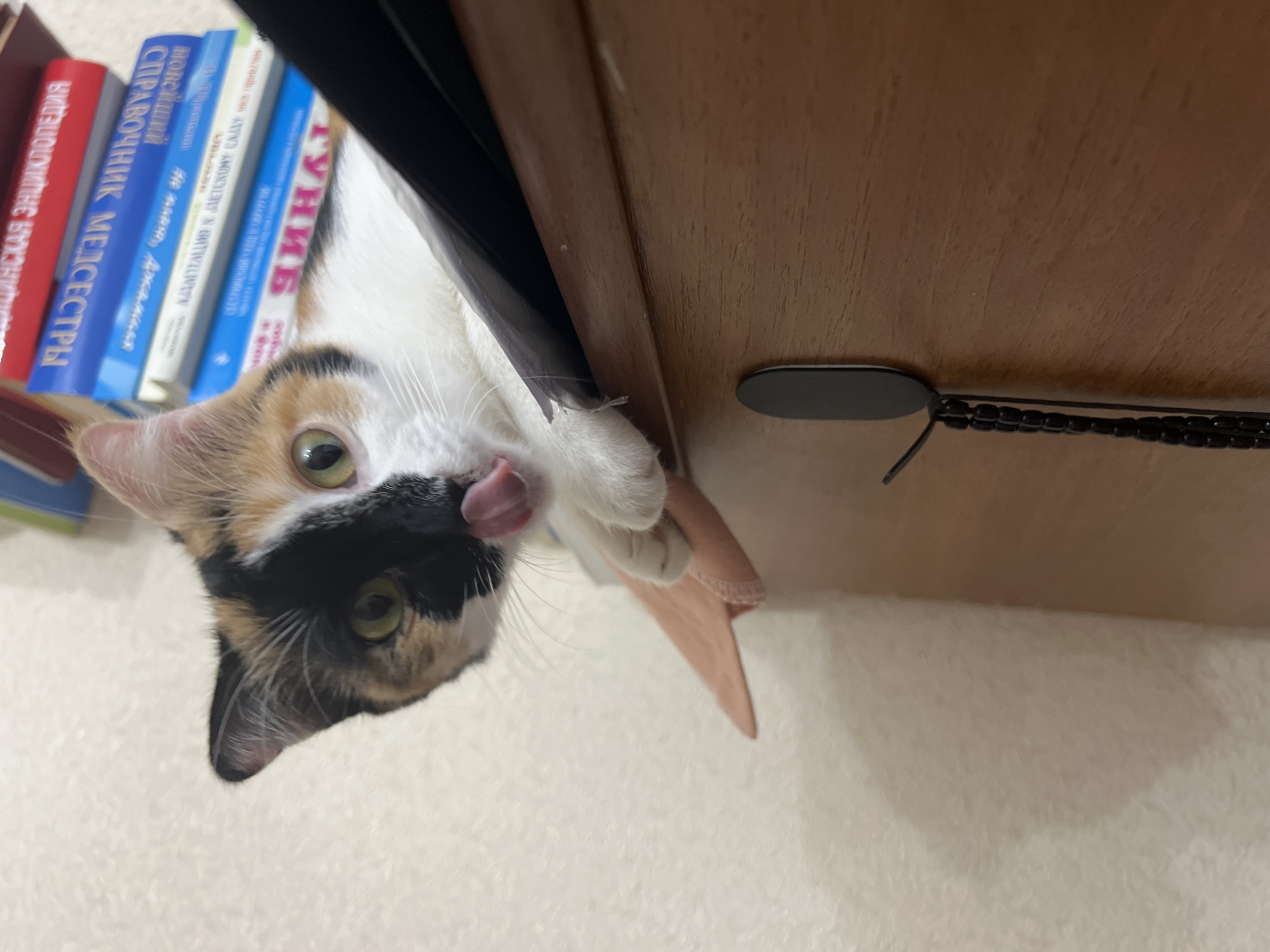 A calico cat with black, white, and orange markings is perched on a wooden surface, possibly a shelf or dresser. The cat is looking directly at the camera with its tongue sticking out. Behind the cat, a stack of books is visible, with titles in Russian script. The background is a textured, light-colored wall. A black hook with a beaded string hangs from the wooden surface in the foreground. There is no visible indication of the city of Kizilyurt, Russia, in the image.