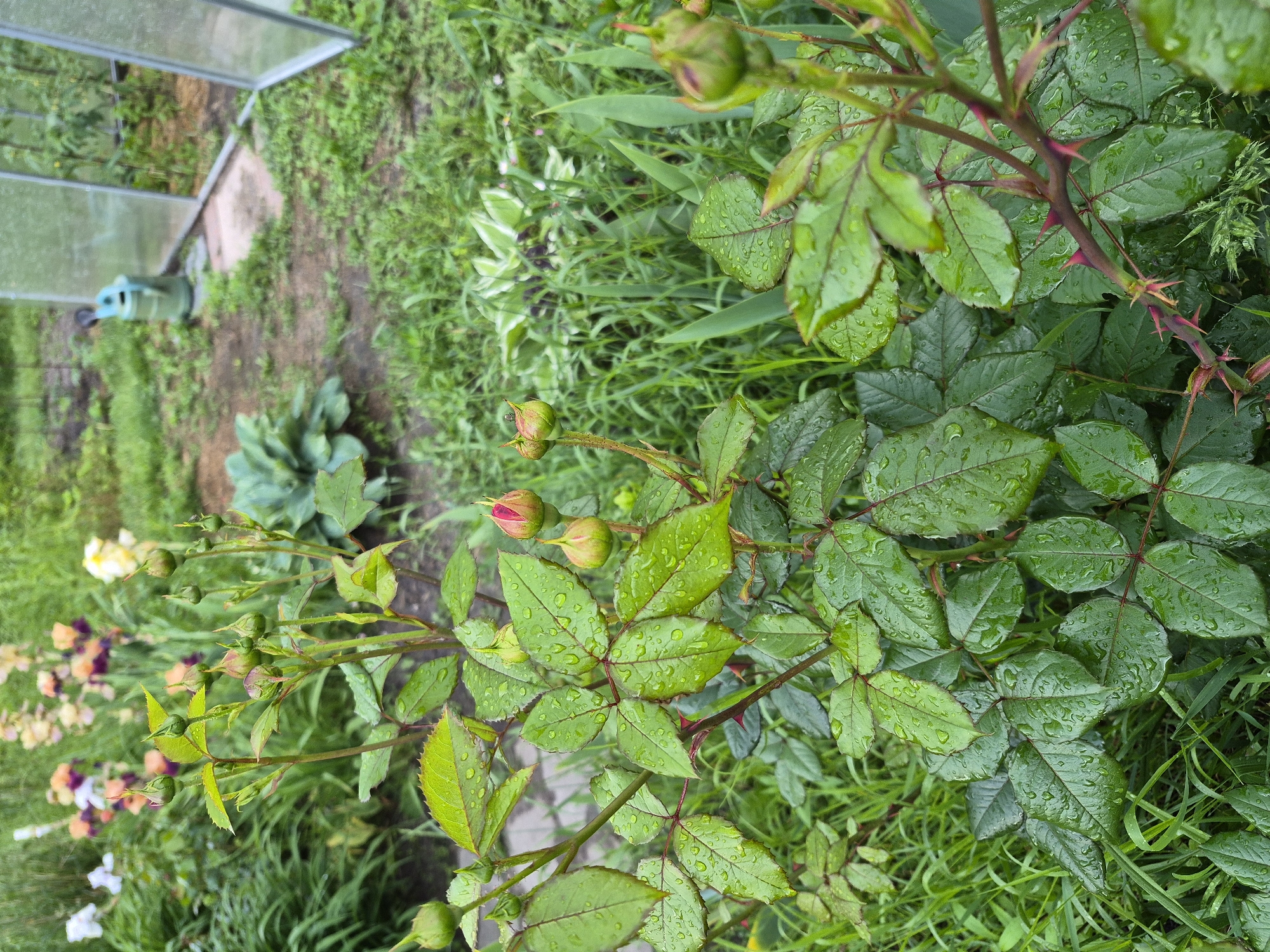 The image depicts a vibrant garden scene in Hlevakha, Ukraine, featuring a rose bush in the foreground. The rose bush, positioned centrally, displays numerous green buds and one partially opened bud revealing reddish-pink petals, all covered in small water droplets. Its leaves are a healthy green, with some exhibiting red venation, and the stems are visibly thorny. In the mid-ground, out-of-focus irises in shades of white, purple, orange, and yellow are blooming within a garden bed. To the right, a clear plastic or glass greenhouse structure is partially visible, with green plants growing inside. A light green watering can with a black spout rests on the ground near the base of the greenhouse. The ground around the greenhouse appears to be a mix of dirt and sparse green growth. Various other green foliage and grasses occupy the background, some with variegated leaves. No people are present, and no specific actions or interactions are depicted.