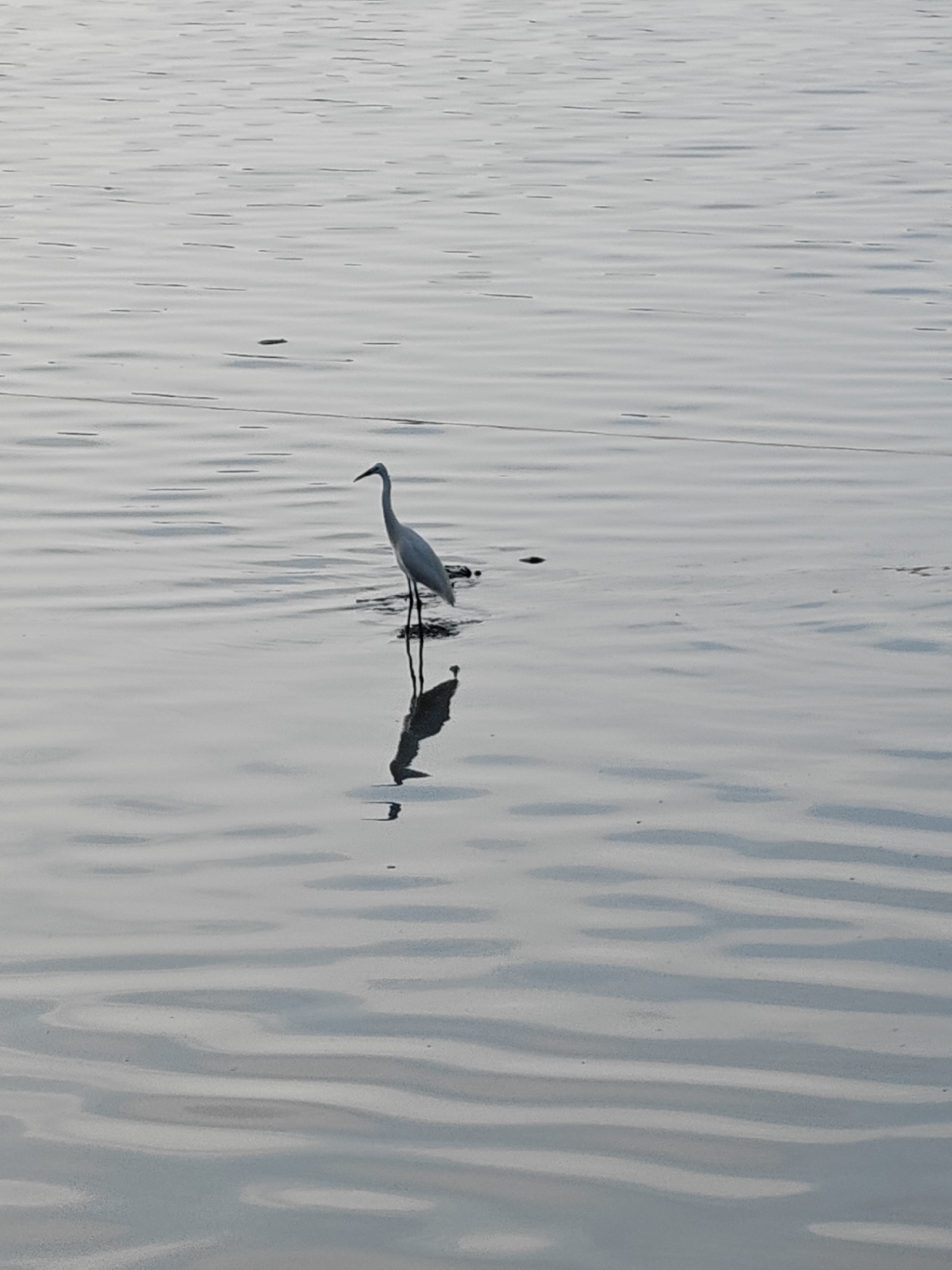A tranquil, monochromatic scene captures a lone white bird, likely an egret or heron, standing gracefully in shallow water. The bird, positioned slightly to the right of the frame's center, faces left with its long neck and slender body silhouetted against the gently rippling surface. Its detailed reflection is clearly visible beneath it, mirroring its form perfectly on the water.
The water itself is calm, covered with numerous subtle, horizontal ripples that create a textured, almost painterly effect. These ripples catch and reflect the soft, diffused light, suggesting either the early morning or late afternoon hours. Small, dark specks are scattered across the water, possibly debris or distant reflections.
The overall color palette is dominated by cool shades of grey and white, contributing to a serene and peaceful atmosphere. There are no other prominent subjects or activities, emphasizing the bird's solitary presence in its natural habitat. The setting appears to be a quiet body of water, possibly a lake, river, or coastal area in Lhokseumawe, Indonesia. There is no visible text.