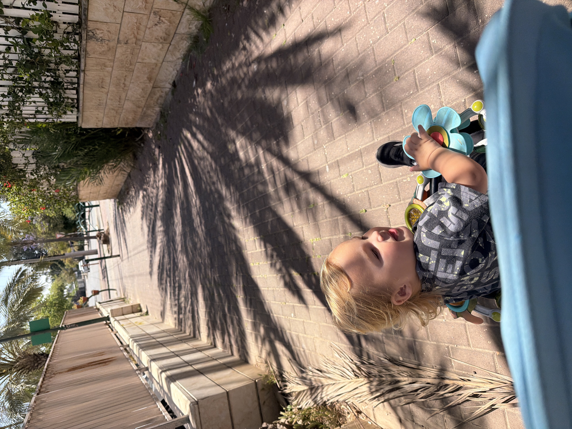 The image captures a bright, sunlit outdoor scene, primarily featuring a young child with blonde hair, dressed in a grey patterned shirt. The child is seated in a child's ride-on toy or stroller, looking towards the upper left of the frame with a calm expression. One of the child's hands rests on a light blue, flower-shaped toy attached to the handlebars of the vehicle. A large light blue object, possibly a canopy or a part of the stroller, partially frames the right side of the image.
The setting is a paved sidewalk constructed from light-colored rectangular bricks. Prominent, elongated shadows of palm tree fronds are cast across the pavement, indicating a sunny day, likely during the morning or late afternoon due to the low sun angle. To the left of the sidewalk, a white slatted fence covered in green vines runs alongside a low stone wall. Beyond this, a denser area of green vegetation and more palm trees extends towards the background, where a street with distant vehicles, buildings, and street furniture is visible. Dried palm fronds are scattered on the ground.
The scene suggests a peaceful outdoor moment in Kiryat Bialik, Israel. The weather is clear and sunny. No visible text is present in the image.