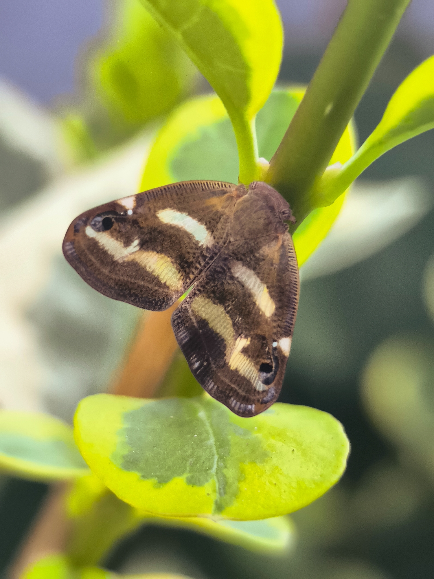 A macro photograph captures a small, brown insect with intricate yellow and white markings on its wings, perched on a vibrant green stem. The insect's wings are held slightly open, revealing a detailed pattern of stripes and spots. The stem is surrounded by glossy, lime-green leaves, some of which exhibit patches of lighter green. The background is softly blurred, with shades of green and a hint of purple, suggesting a natural, outdoor environment. The lighting appears to be natural, casting a gentle illumination on the subject. No specific location within Makho, Georgia, is discernible from the image.