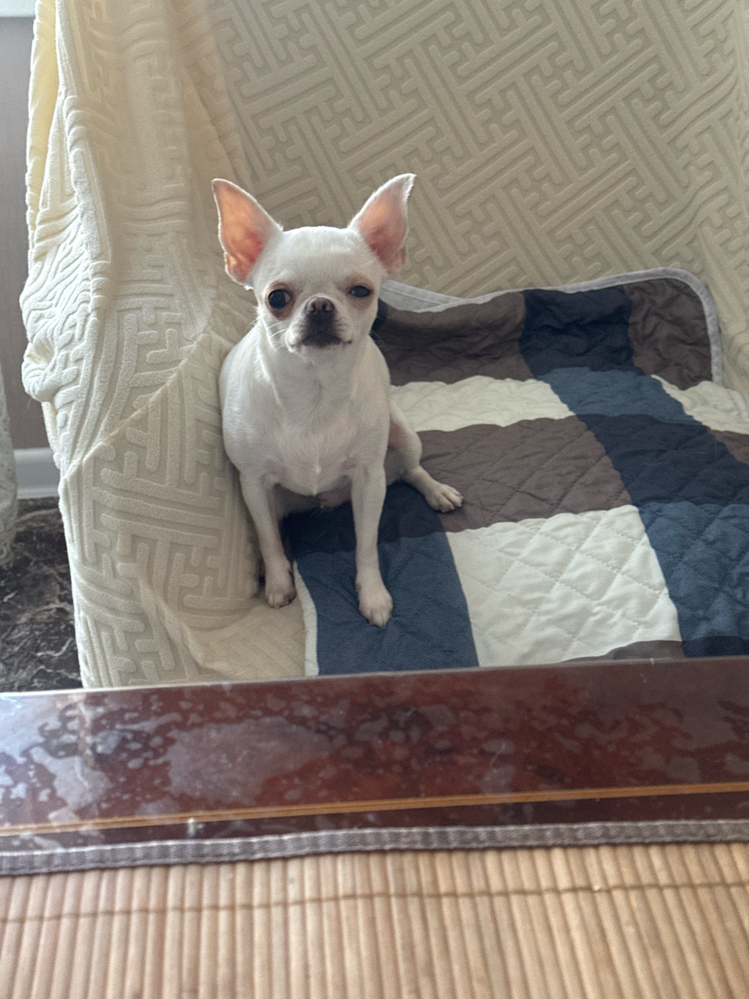 A white Chihuahua sits on a quilted blanket on a chair. The dog is facing the camera with its ears perked. The blanket has a checkered pattern of brown, blue, and white squares. The chair is covered in a cream-colored textured fabric. In the foreground, a portion of a wooden surface with a shiny, reflective finish is visible. The image appears to have been taken indoors. There is no discernible information in the image to indicate its location in Novosibirsk, Russia.