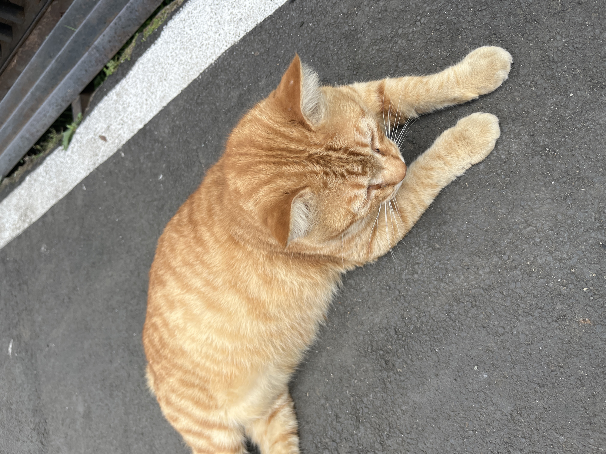 The image shows an orange tabby cat lying on an asphalt surface. The cat is facing downwards with its eyes closed. In the background, there is a white line marking and a metal grate. The scene appears to be outdoors. There are no people or any indication of the specific location in Bandung City, Indonesia.