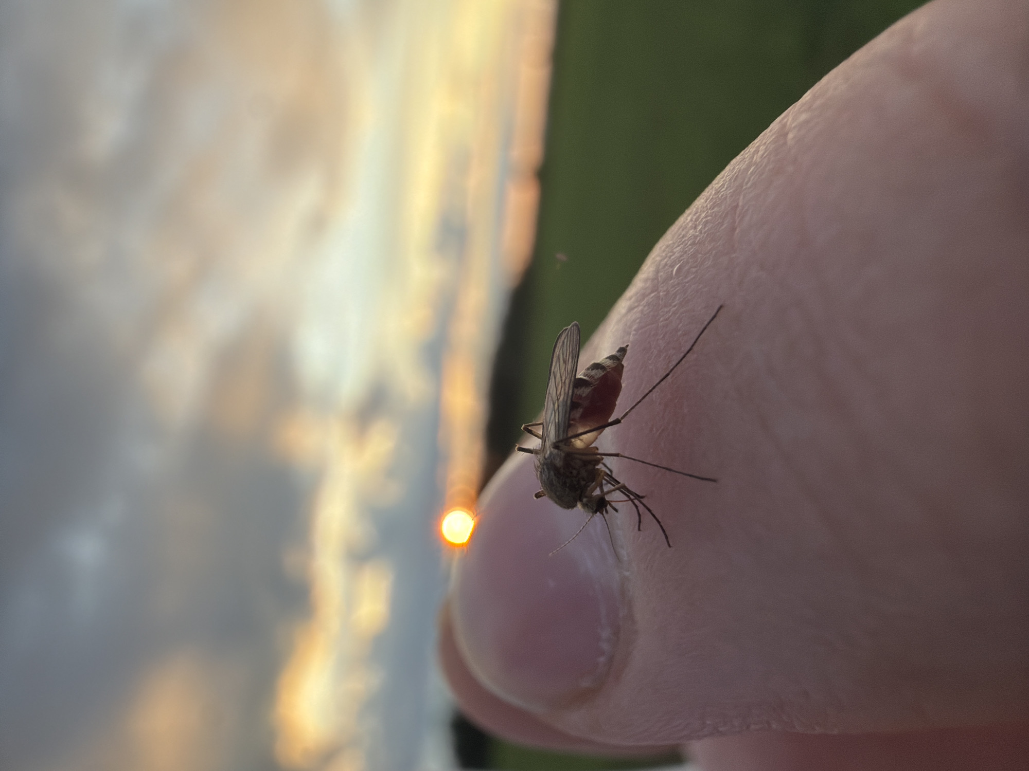 A close-up, rotated image captures a mosquito feeding on a person's finger against a blurred background of a sunset and foliage. The mosquito, engorged with blood, is positioned on the tip of the finger. The sunset is visible in the background with hues of orange and yellow. Beyond the finger, there is also a patch of green foliage. The image has a high level of detail on the mosquito and the finger, while the background remains indistinct due to shallow depth of field. There is no definitive evidence that this occurred in Фоки, Russia, but that's what was requested.