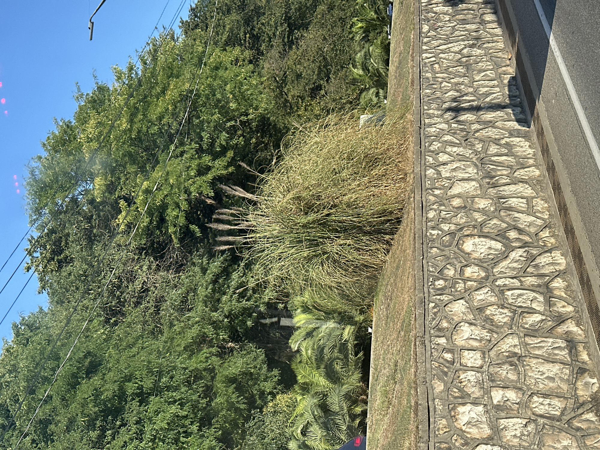 The image depicts a stone retaining wall built with irregularly shaped, light-colored stones with dark grout. Above the wall, a grassy slope is visible, topped with a dense cluster of tall, dry grass with feathery seed heads. Behind the grass, lush green trees and palm trees form a dense backdrop under a clear blue sky. Power lines crisscross the upper portion of the image, and a streetlight is visible on the right. The scene appears to be located along a road, with a section of asphalt and a gutter visible in the foreground. Given the vegetation and stone construction, this scene could be located in a park or along a coastal road within the city of Sochi, Russia, known for its subtropical climate and landscaping.
