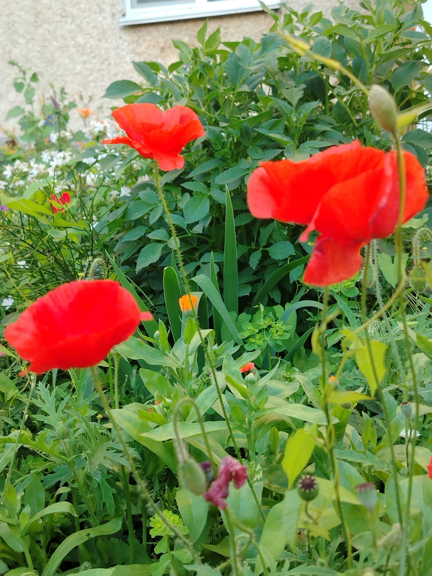 This is a close-up, eye-level shot of a garden in Yanaul, Russia, focusing on several bright red poppies in bloom. The poppies are the dominant subject, with their delicate, crinkled petals and thin, hairy stems. One poppy is positioned in the foreground on the left, another slightly behind and to the right, and a third in the upper right portion of the frame, partially obscured by foliage. The flowers are set against a backdrop of lush green foliage, including large, broad leaves and more delicate, fern-like plants. In the mid-ground, a few small, unopened buds and seed pods are visible, along with a single orange flower bud. The background is softened, showing a textured, light-colored building wall and a glimpse of a white-framed window. The lighting suggests it is daytime, possibly overcast, as there are no harsh shadows. The overall impression is one of natural beauty and growth in a garden setting.