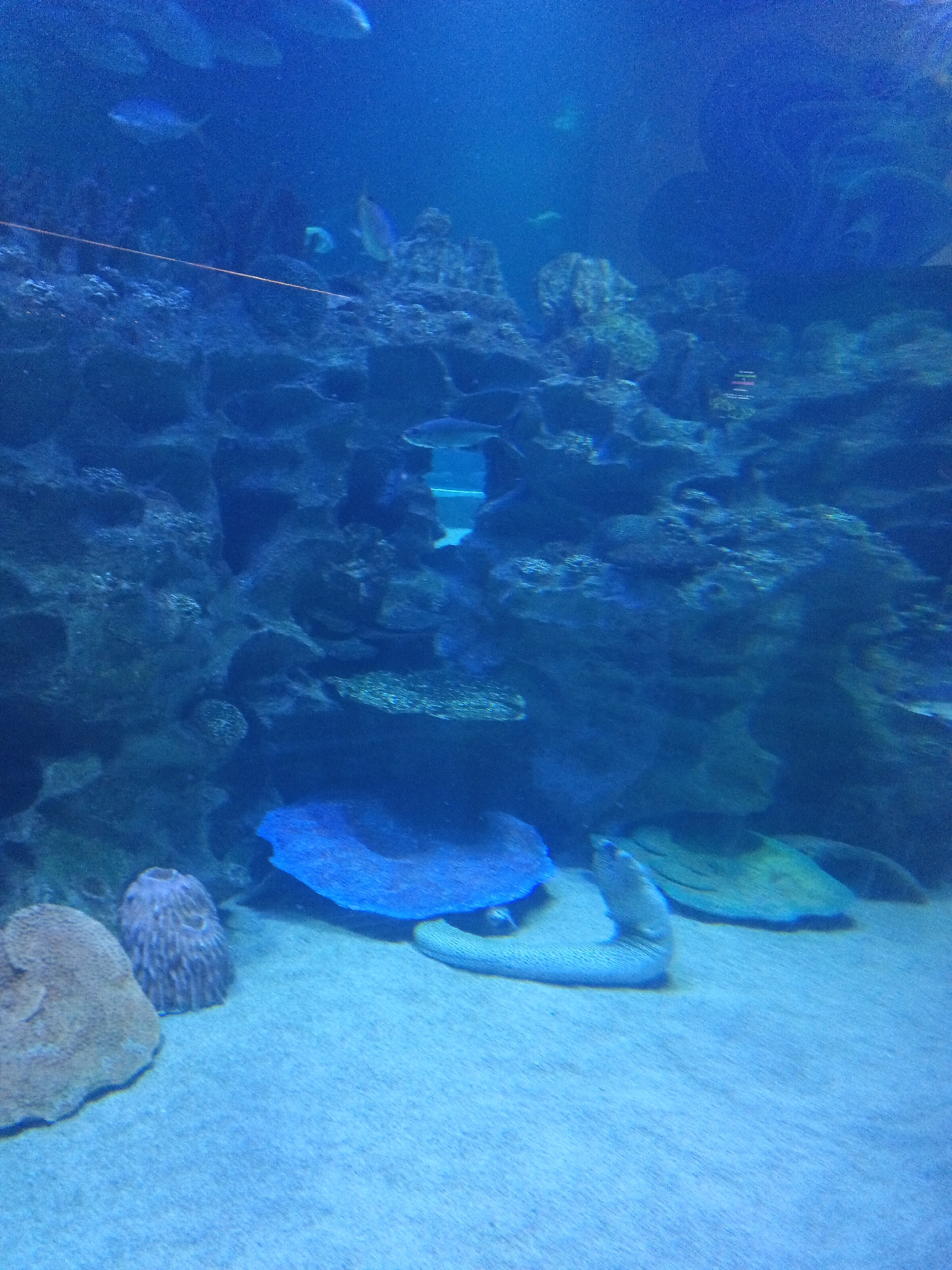 The image depicts an underwater scene within an aquarium, likely located at Aquaria KLCC in Kuala Lumpur, Malaysia. The environment is characterized by blue-tinted water, sandy substrate on the bottom, and rocky formations, possibly artificial coral reefs, that create crevices and overhangs. Several marine creatures are visible. In the foreground, a spotted moray eel is partially submerged in the sand, with its head and upper body raised. To its left, a bright blue, possibly artificial, coral structure is prominent. Behind the eel, several flat, greenish objects, likely rocks or artificial structures, are scattered on the sand. The middle ground features more rocky formations and some smaller fish swimming in the blue water. In the background, the environment becomes darker and less detailed, with hints of larger structures or rock faces. The lighting appears to be artificial, designed to simulate an underwater environment. No humans are visible in the image.