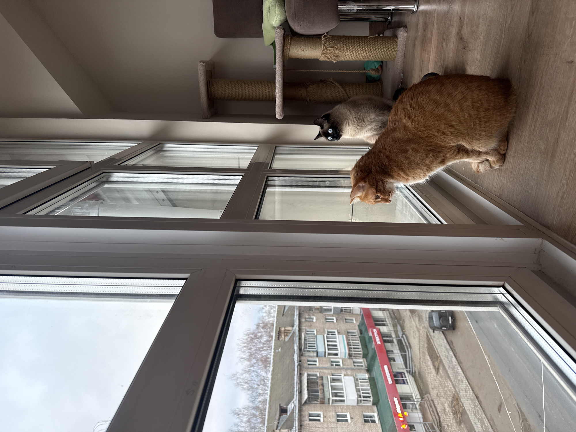 The photograph captures an indoor scene with a view of an apartment complex in what is presumed to be Chaikovsky, Russia, based on the presence of Cyrillic script on a banner outside. Two cats are situated by a large window. One is an orange tabby leaning towards the window, and the other is a Siamese sitting to the left. Behind them is a cat tree. The environment is a room with light-colored wood flooring. Outside the window is a typical urban landscape with residential buildings and a street with a vehicle parked on it. The sky is overcast, suggesting it is daytime. A banner with Cyrillic writing hangs on one of the buildings, indicating a commercial establishment.
