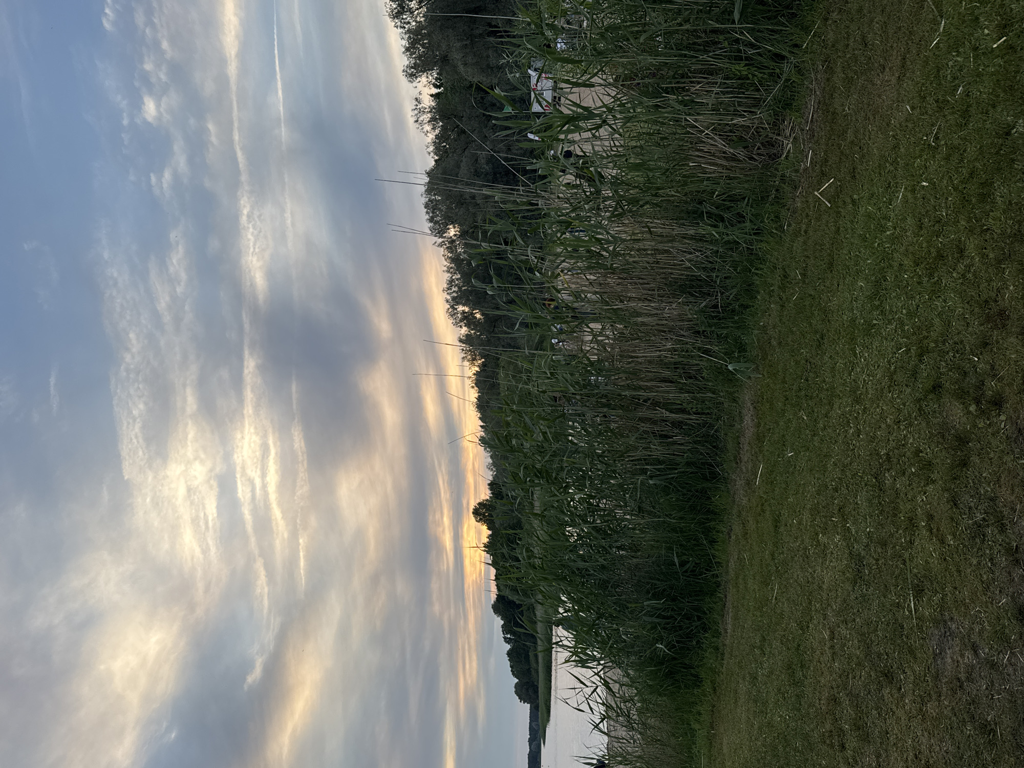 A panoramic, eye-level shot captures a serene, natural landscape under a twilight sky. The foreground is dominated by a lush, green lawn, transitioning into a dense thicket of tall, green reeds and grasses that form a natural barrier. Beyond the reeds, a tranquil body of water reflects the soft hues of the fading light. The water stretches towards a distant shoreline lined with a dense, dark green forest. The sky above is a spectacle of soft, muted colors, with wispy clouds painted in shades of pale yellow, orange, and grey against a backdrop of pale blue. There are no discernible landmarks or urban features that would allow for the specific identification of Tallinn, Estonia. A few indistinct human figures and vehicles are visible in the middle ground, suggesting a public area or recreational spot. The overall impression is one of peacefulness and natural beauty at dusk.