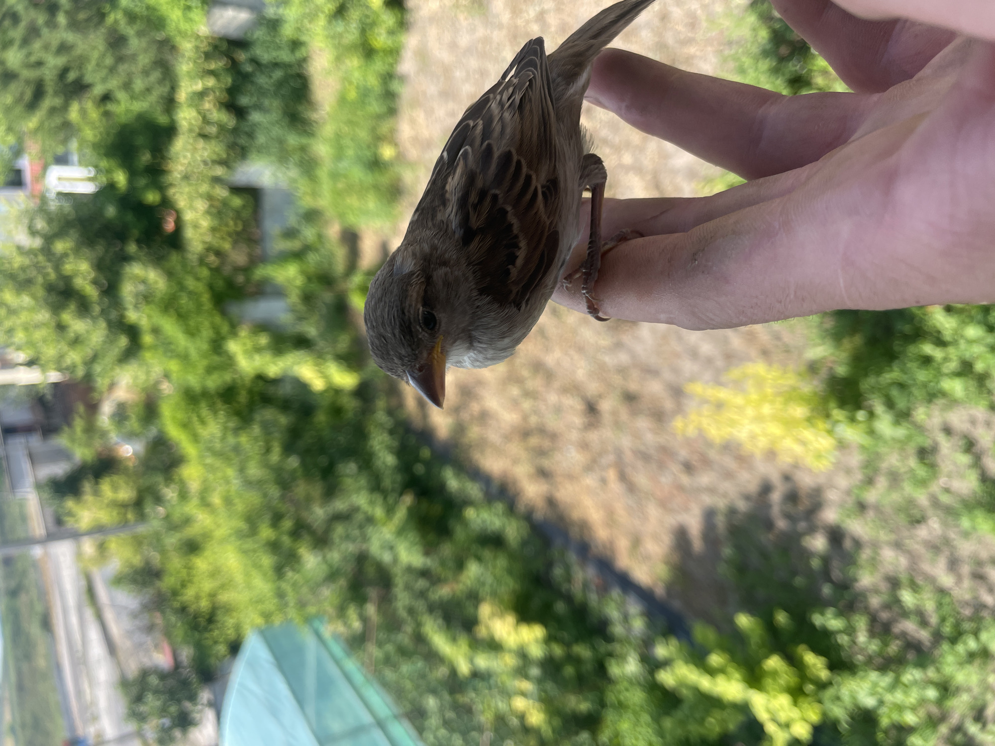 A close-up, tilted shot features a small bird perched on a person's hand. The bird, a sparrow, is facing downwards with its beak slightly open. Its plumage is a mix of browns and grays, with intricate feather patterns visible on its wings and back. The bird's feet grip the palm of the hand, and a thin, delicate ring adorns one of its toes. The hand, a light skin tone, is slightly dirty, suggesting outdoor activity.
The background is a soft, blurry expanse of green foliage, indicating an outdoor setting, possibly a garden or park. The bokeh effect of the camera blurs the details of the trees and plants, creating a dreamy, diffused atmosphere. There are some hints of man-made structures and a road in the distance, subtly suggesting an urban or suburban environment. The lighting appears to be natural daylight, casting a warm glow on the scene. The overall mood is one of gentle interaction between human and nature, with the bird appearing unafraid and at ease in the person's hand. No text is visible in the image.