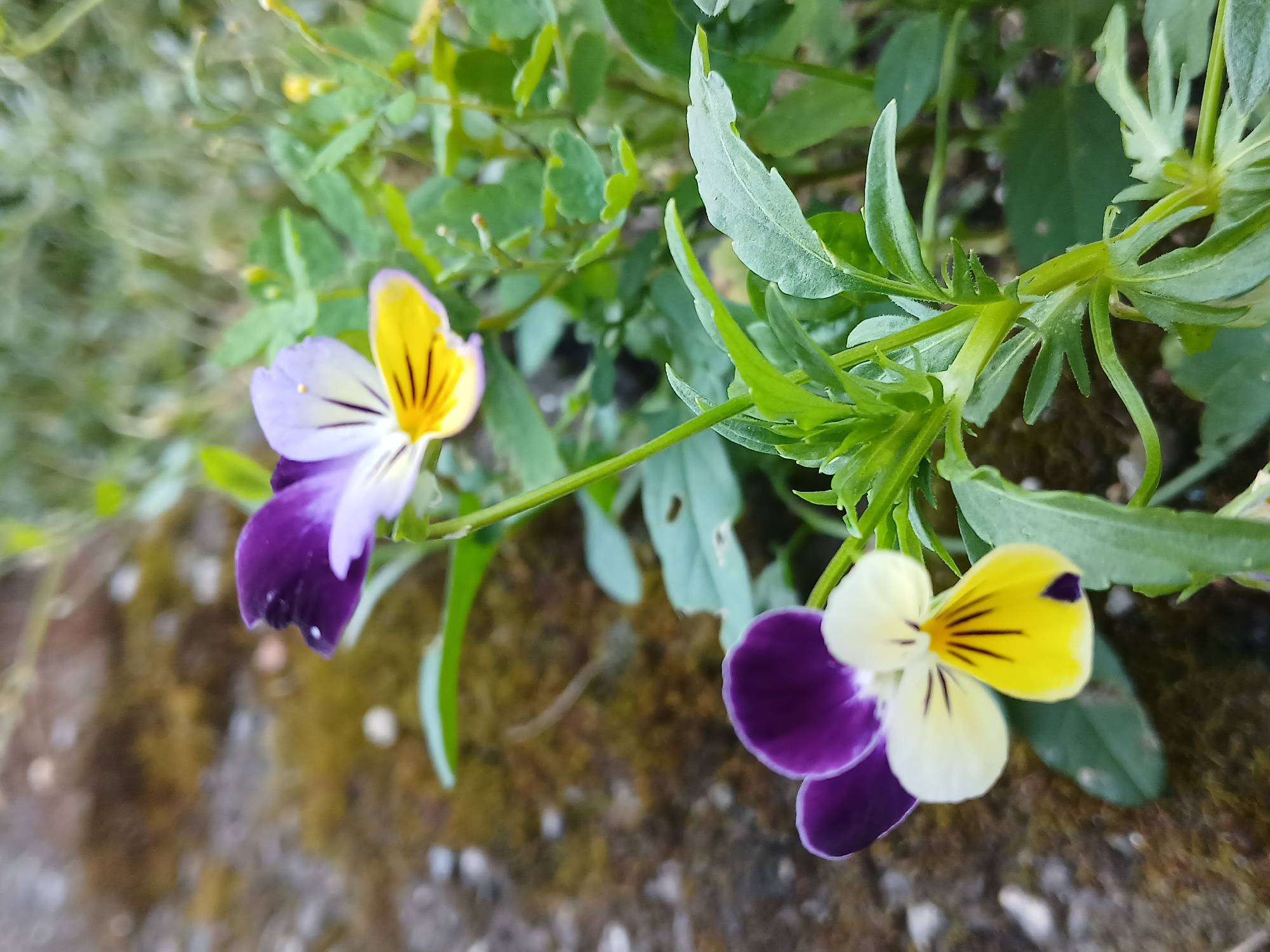 The image displays two pansy flowers in close-up, set against a blurred background of mossy ground and green foliage. The flowers exhibit a tricolor pattern of deep purple on the upper petals, transitioning to white and then to a vibrant yellow on the lower petals, which are marked with dark purple veins and a distinct purple spot. The lower flower is slightly out of focus, while the upper flower is sharp and centrally positioned. The stems and leaves of the plant are a bright green. The overall environment suggests an outdoor setting, potentially a garden or natural landscape. The image does not contain any people or discernible urban features that would indicate a specific location within the city of Korenovsk, Russia.
