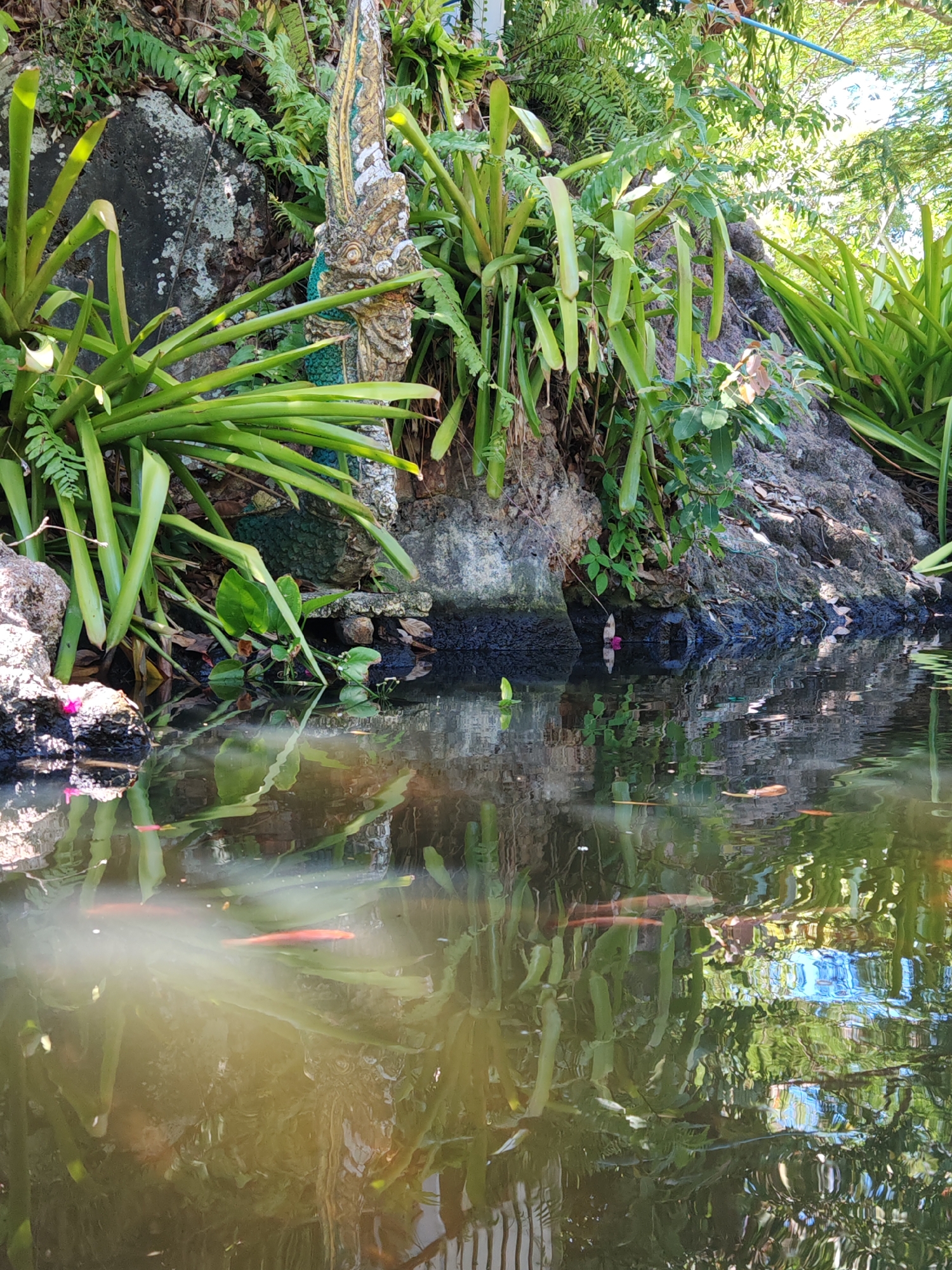 A tranquil pond scene is captured at a location in Ban Bang Rak, Thailand. Lush green vegetation, including bromeliads and ferns, grows abundantly along a rocky embankment that borders the pond. A decorative stone sculpture, possibly a Naga or mythical serpent, is partially visible amidst the foliage, adorned with gold and green accents. The pond's surface reflects the surrounding greenery and the sky, creating a mirror-like effect. Several orange fish are visible swimming in the clear water. The environment appears serene and natural, with hints of artificial structure like a blue pipe visible in the upper right, and a white fence or railing reflected in the water at the bottom.