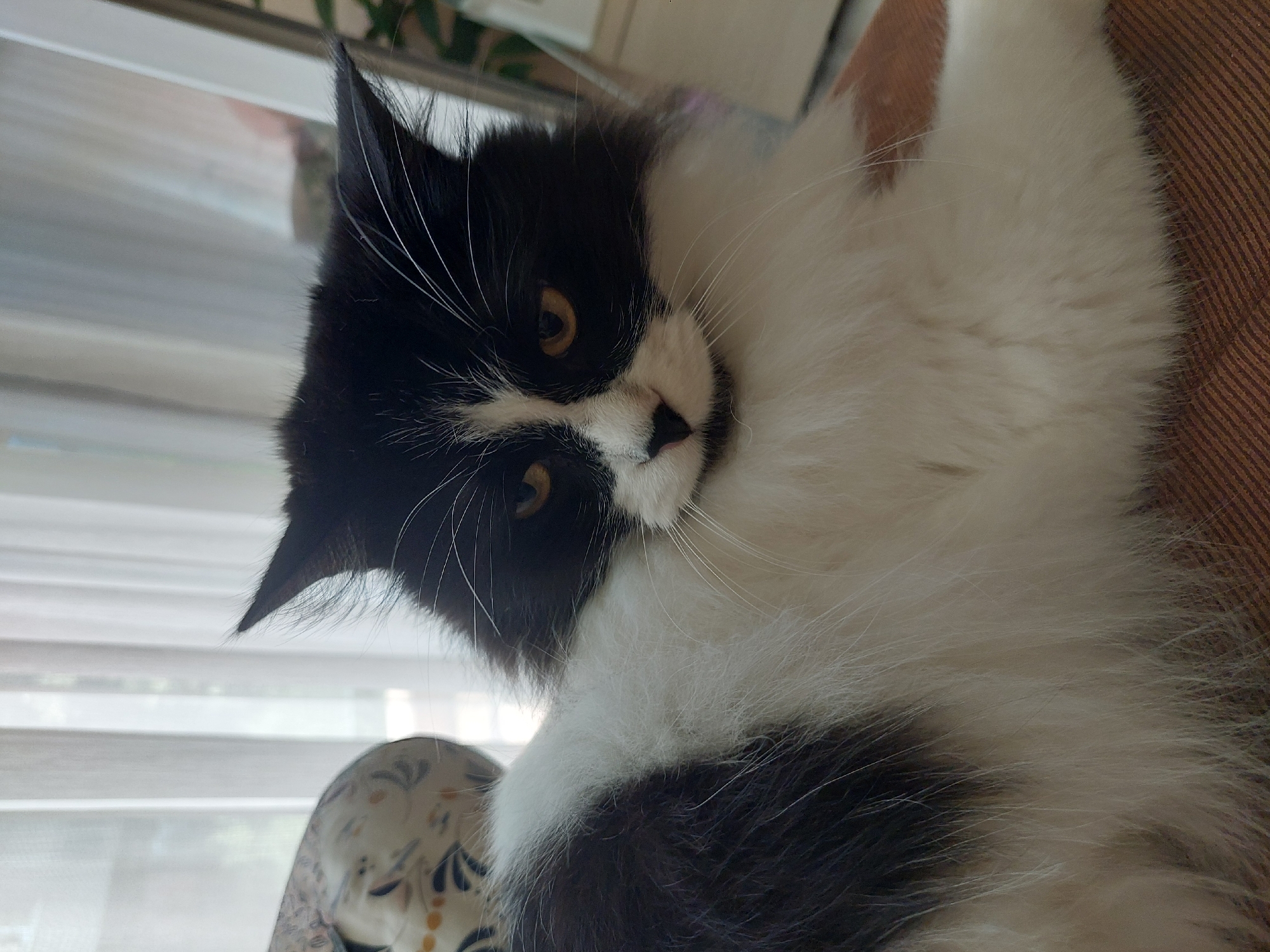 A medium shot shows a fluffy black and white cat indoors, with a window with sheer white curtains in the background. The cat is lying down and looking at the camera with yellow eyes. The cat has a white chest and belly, and black markings on its head and back. The background is blurred, but it appears to be a living room or bedroom. There is a patterned pillow on the left side of the image. The lighting is natural and diffused, coming from the window. The image is sharp and clear, with good detail in the cat's fur and features. There are no people visible in the image. The location is not specified as being in Plovdiv, Bulgaria.