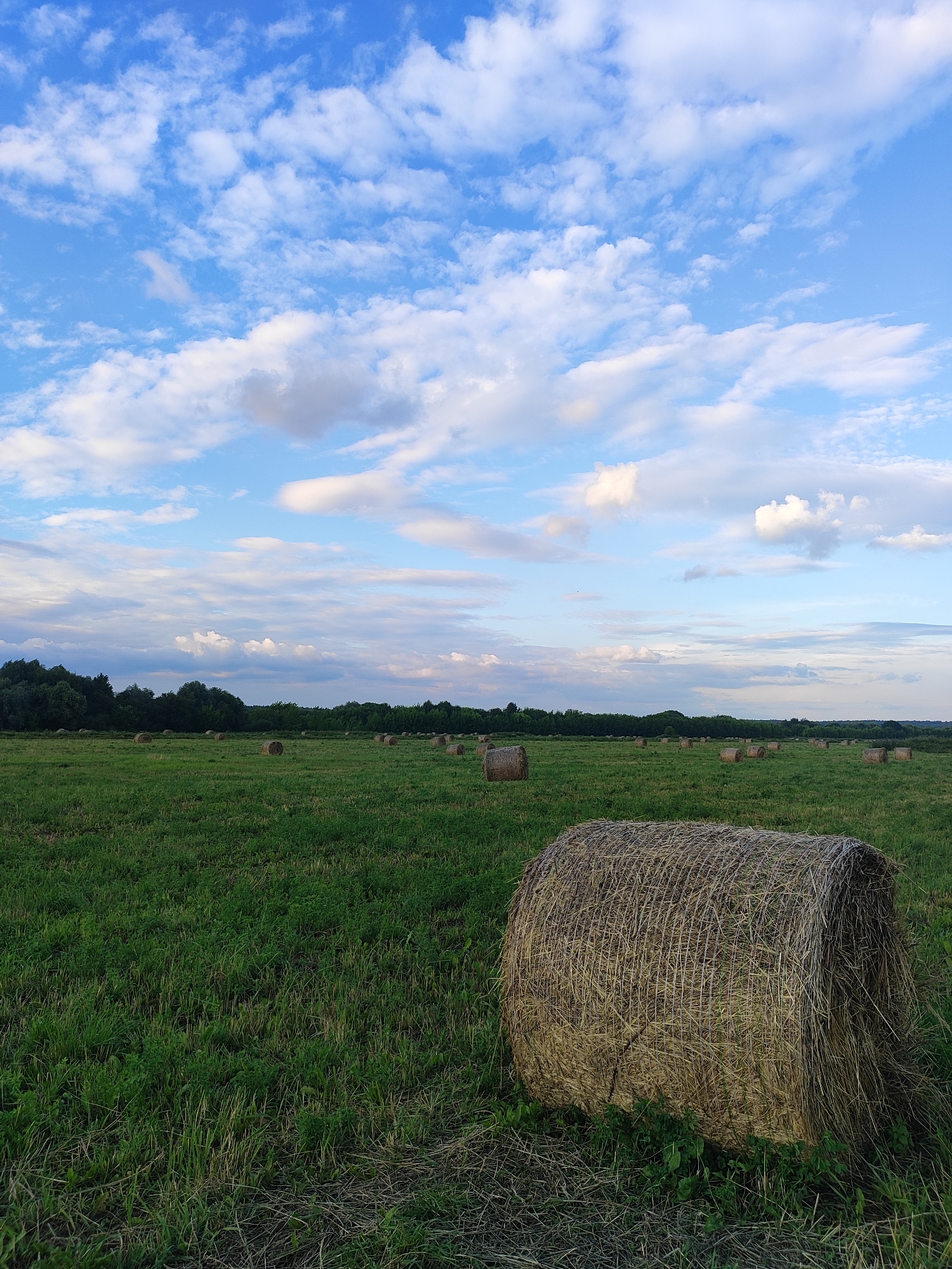 A low-angle, full shot captures a rural landscape in Bronnitsy, Russia, under a partly cloudy blue sky. In the foreground, a large, round bale of hay rests on a green, grassy field, its dry, woven texture clearly visible. The field extends into the midground, where numerous other hay bales are scattered across the expanse. A line of dark green trees forms a dense border along the horizon. The sky is a vibrant blue, dotted with numerous white, puffy clouds that create a dynamic and airy atmosphere. The lighting suggests it is either early morning or late afternoon, with soft, diffused light illuminating the scene. There are no people or animals visible in the frame.