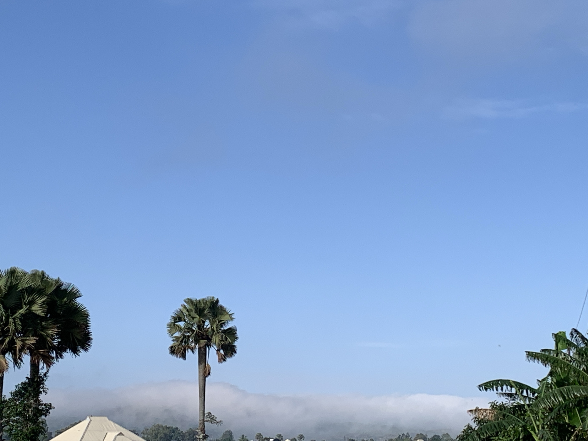 The image depicts a serene morning landscape in Kuru Karama, Nigeria. A clear blue sky dominates the upper portion of the frame. In the mid-ground, a dense layer of white mist blankets the terrain, suggesting a cool morning. Above the mist, several palm trees stand tall. On the left, a broad palm tree with a dense canopy of fronds is visible. To its right, a more slender palm tree with a distinct fan-shaped crown reaches towards the sky. Further to the right, another palm tree with a similar fan-shaped crown is partially visible. At the bottom of the image, the peak of a white tent-like structure can be seen, hinting at a possible campsite or dwelling. In the far right, the lush green foliage of banana trees adds to the tropical feel of the scene. The overall impression is one of peaceful natural beauty in a rural or semi-rural setting.