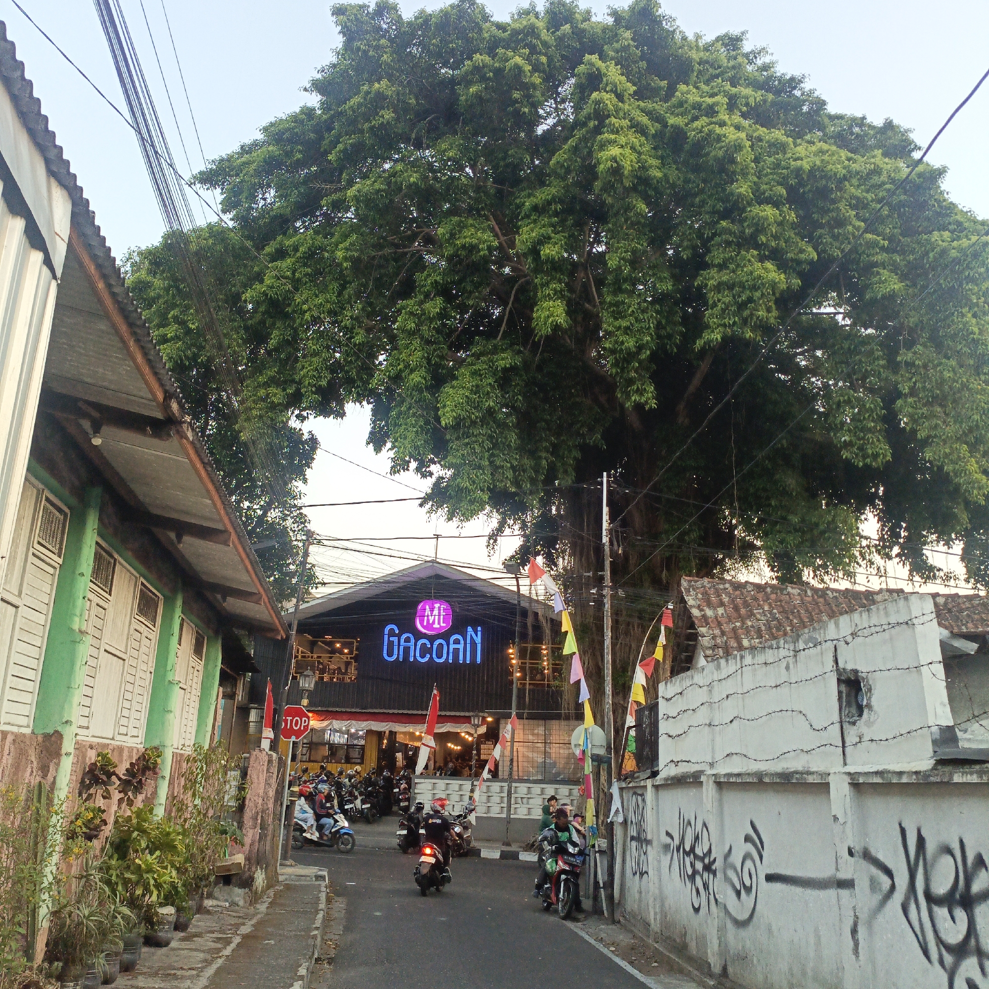 This image depicts a street scene in Salatiga, Indonesia, likely in a commercial area. A large, mature tree with dense green foliage dominates the upper portion of the frame, casting a shadow over the scene. In the foreground, a street runs down the center of the image, with motorbikes parked on either side and several people riding them. A building with a neon sign that reads "ML Gacoan" is visible on the right side of the street, with a row of shops and houses on the left. The buildings feature traditional architecture, with weathered paint and tiled roofs. The street is paved and lined with planters containing various green plants. A red stop sign is prominently displayed on the left side of the street. The overall atmosphere suggests a bustling urban environment with a blend of old and new architectural styles.