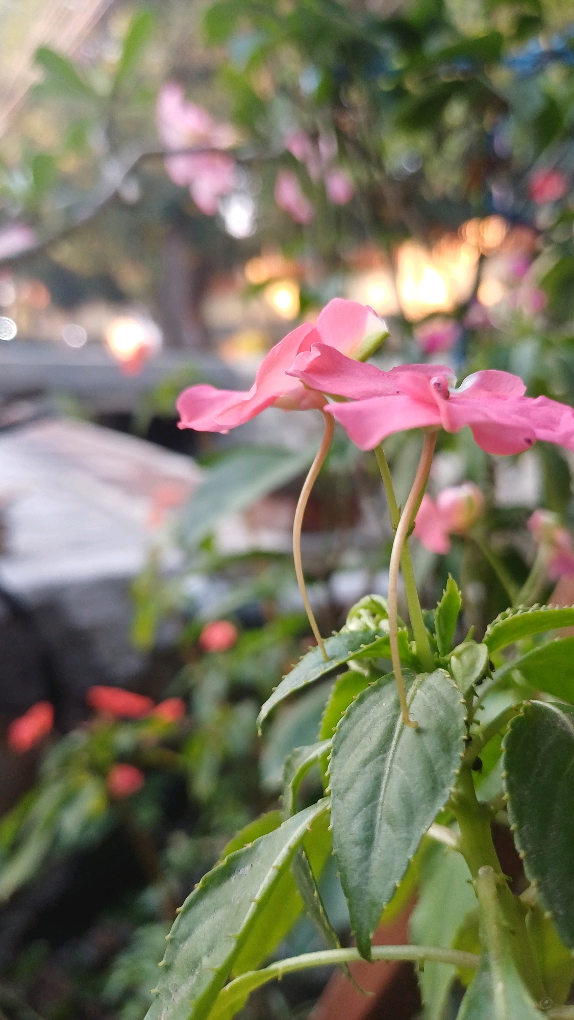 A close-up, low-angle shot focuses on two delicate pink flowers with long, slender stems, possibly Impatiens, in a garden setting. The flowers are vibrant and in sharp focus, with their petals unfurling and facing towards the right of the frame. Their thin, light-colored stems arch gracefully, creating an elegant curve. The leaves of the plant are a deep green, with serrated edges and prominent veins, also in sharp focus. In the background, the scene is blurred, creating a soft bokeh effect. Hints of green foliage and scattered pink and orange blossoms are visible, suggesting a lush garden. Further in the background, soft, out-of-focus lights and shapes suggest the presence of buildings or structures, possibly indicative of an urban or suburban environment. The overall lighting suggests it might be late afternoon or early morning, with a warm glow from the setting or rising sun. The image does not contain any discernible people or specific landmarks that would definitively place it within Jampirejo, Indonesia, though it depicts a common garden scene that could be found in many locations.