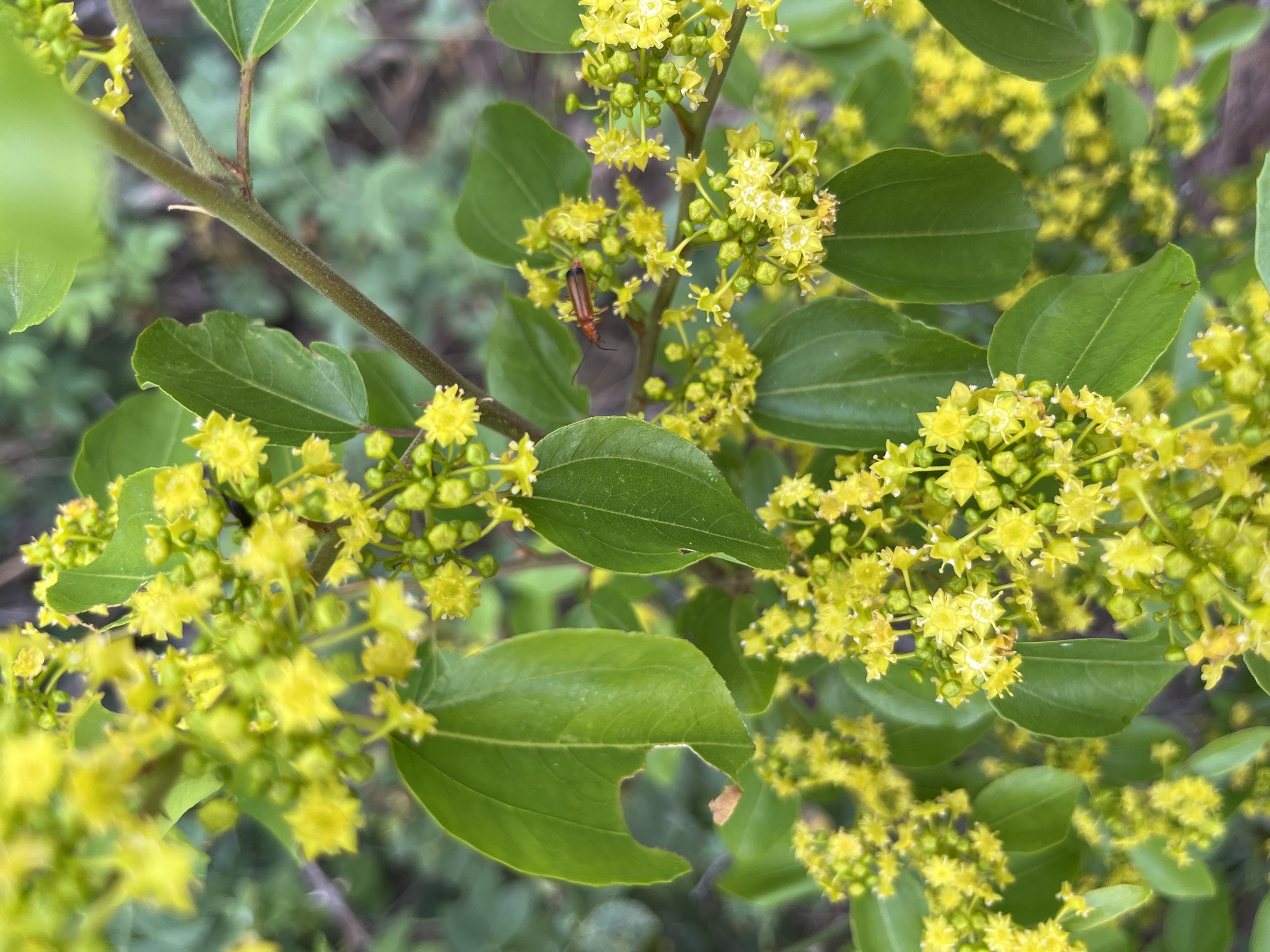 A close-up, eye-level, outdoor shot focuses on a branch of a plant with bright yellow flowers and green leaves. The plant is in bloom, with clusters of small, star-shaped yellow flowers and some closed buds. Several green leaves are visible, one of which has a noticeable bite mark. A few small insects are present on the flowers. One insect, appearing to be a beetle with an orange body and black legs, is prominently positioned on a cluster of yellow flowers in the mid-right of the frame. Another darker insect is visible on the left side of the frame. The background is softly blurred, suggesting a natural environment with other foliage. The lighting is natural, and the overall impression is one of vibrant, natural growth. There is no indication of the city or any specific location.