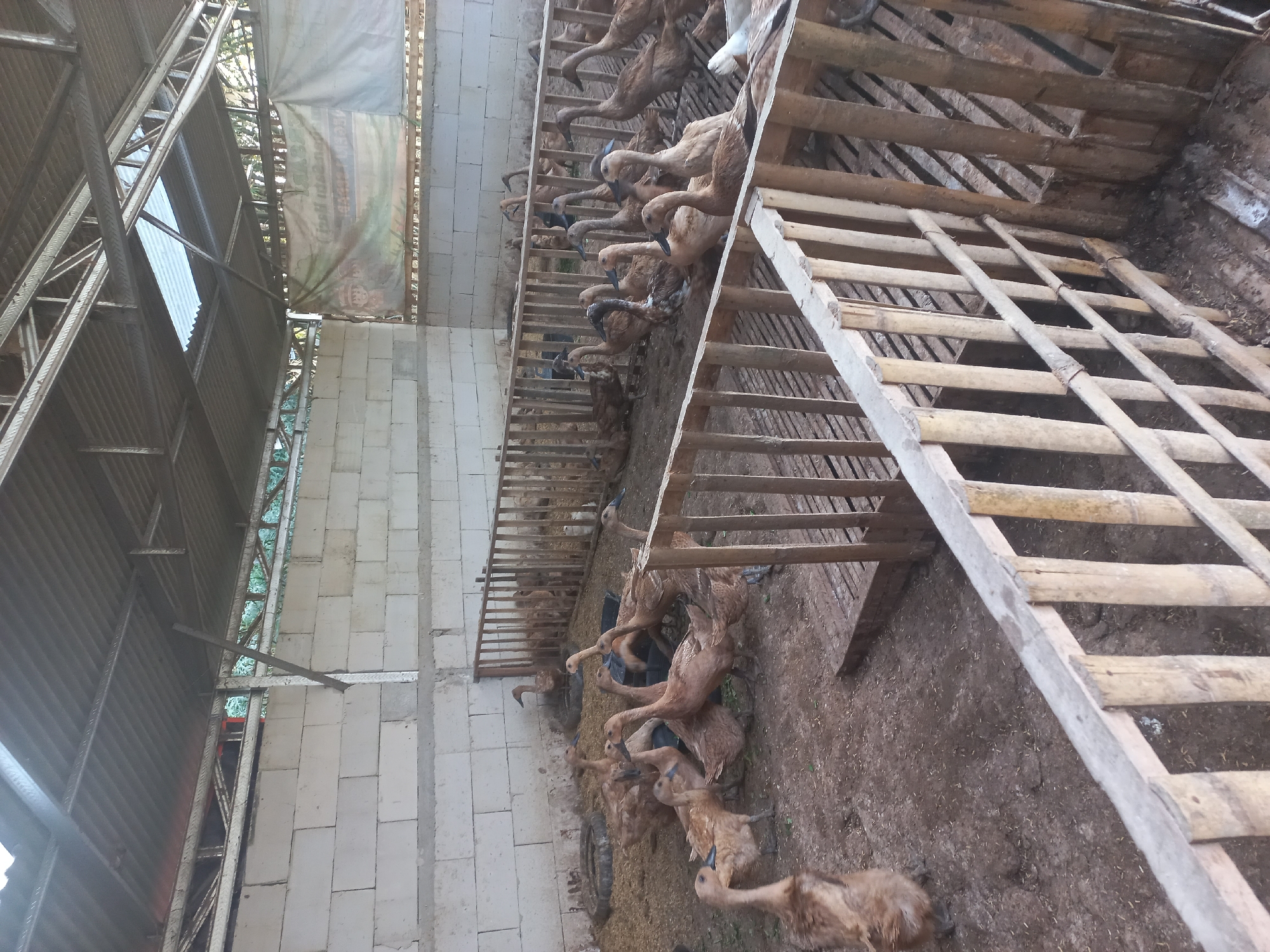 The image depicts an outdoor duck enclosure within a structure that appears to be a farm or agricultural facility located in Sedadi, Indonesia. The enclosure is partially covered by a corrugated metal roof supported by a metal frame. The walls are constructed from light-colored cinder blocks. The ground is covered with dirt and what appears to be straw or feed. A wooden fence separates the ducks into different sections of the enclosure.
The primary subjects are a large number of brown ducks of various sizes. Some ducks are clustered together, while others are scattered throughout the enclosure. One duck in the foreground is mostly out of focus. In the background, a banner with text and imagery is partially visible on the wall. The environment is rustic, suggesting a functional rather than decorative setting.