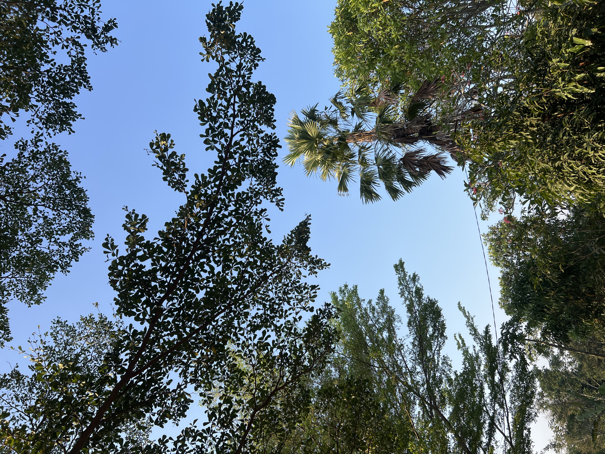 This low-angle outdoor shot captures a view of lush greenery against a clear blue sky in Tlogoadi, Indonesia. The foreground is dominated by the dense foliage of various trees, with branches and leaves creating a natural canopy. In the middle ground, a prominent palm tree with its distinctive fronds stands tall. The background reveals more trees and a clear, cloudless sky. The lighting suggests it is daytime, likely late afternoon or early morning due to the soft quality of light. No people are visible in the image. The scene appears tranquil and natural.
