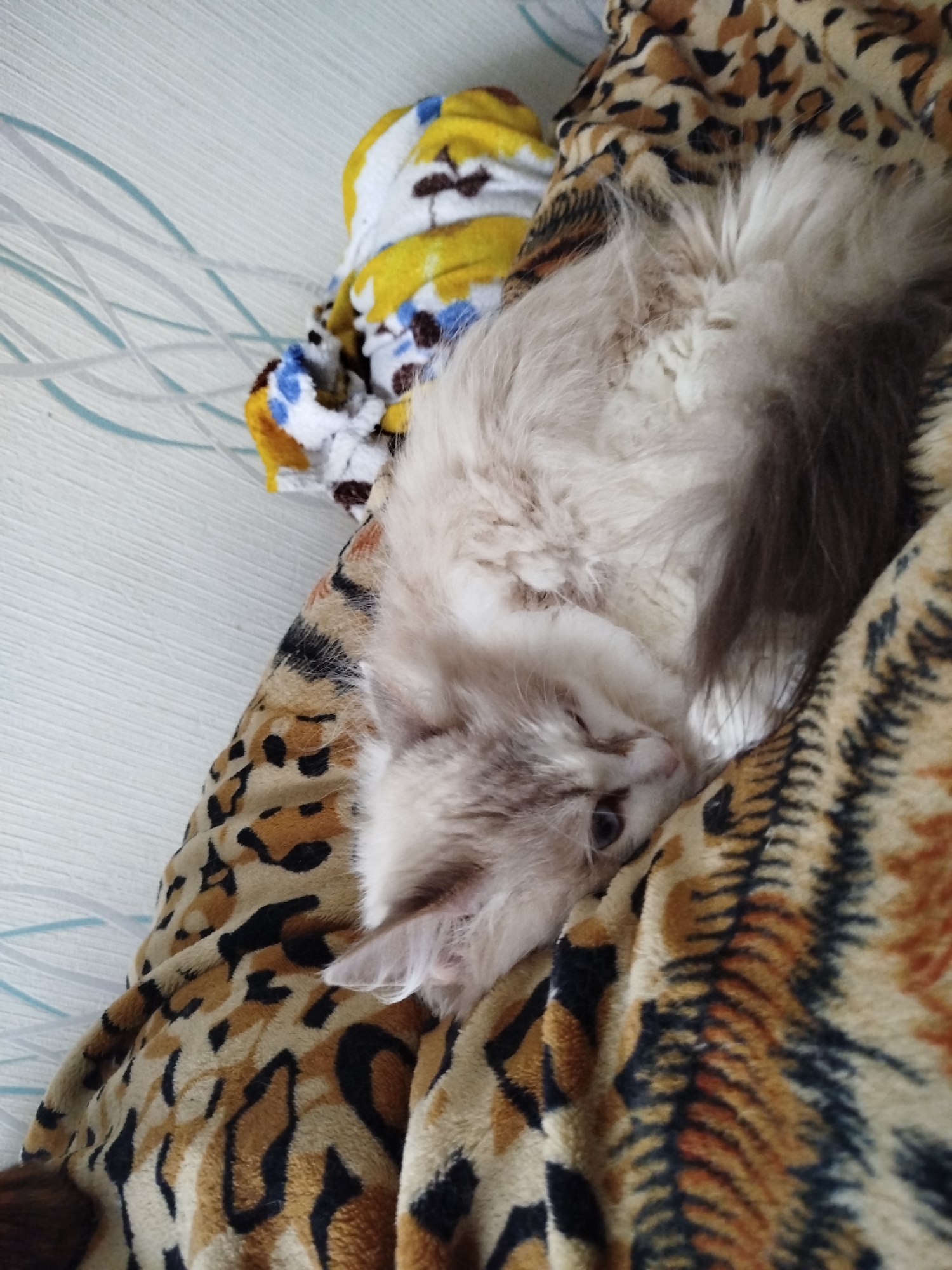 An image shows a fluffy, light-colored kitten curled up on a leopard-print blanket. The kitten's face is partially obscured by its fur, but its blue eyes are visible. The blanket is draped over what appears to be a piece of furniture. In the background, a white, textured surface is visible, possibly a wall. There is also a folded piece of fabric with a yellow, white, and blue pattern near the kitten. The scene is lit from above, casting soft shadows. The image is taken from a high angle, looking down at the kitten.