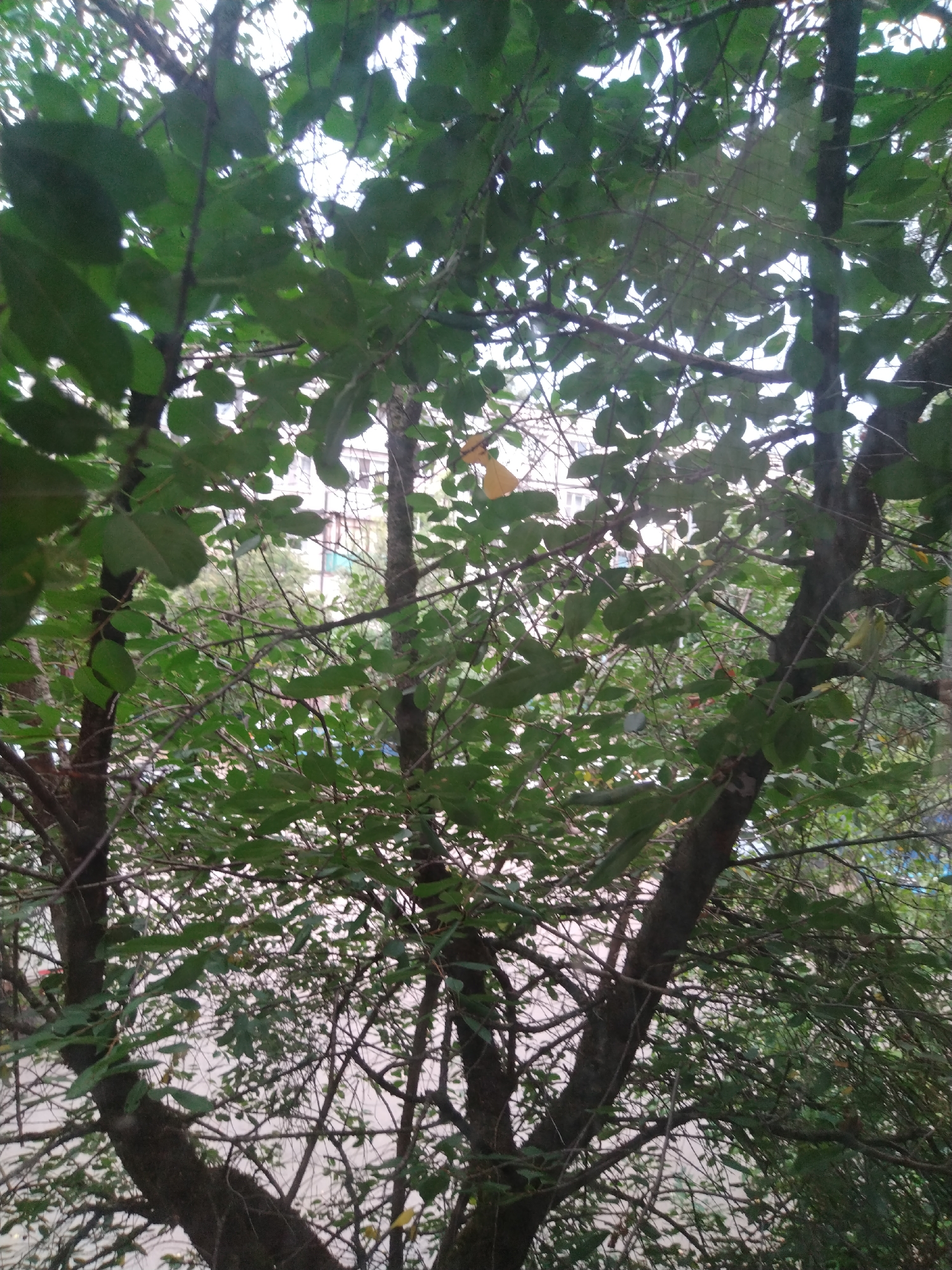 The image shows a dense canopy of green leaves and tree branches, partially obscuring a building in the background. The building appears to be a multi-story structure with a light-colored facade. The leaves are various shades of green, and some are beginning to show hints of yellow, suggesting it may be late summer or early autumn. The branches create a complex network against the bright sky. The overall impression is of an urban environment with significant vegetation. The image does not contain any people or visible actions.
