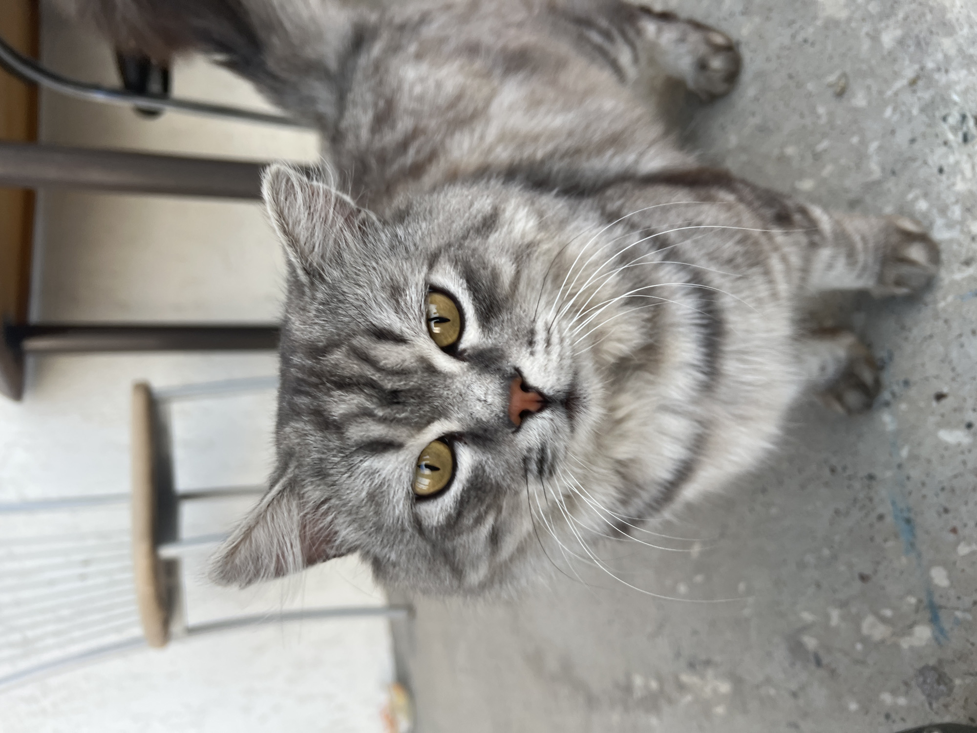A close-up, slightly angled shot shows a fluffy, grey tabby cat lying on a grey, speckled concrete floor. The cat's head is tilted upwards, and it is looking directly at the camera with wide, yellow-green eyes. Its fur is a mix of grey and black tabby markings, with prominent white whiskers fanning out from its nose. The cat's nose is a soft pink. The background is slightly blurred, but appears to be outdoors, possibly near some furniture, suggested by a wooden element and metal tubing visible in the top left and right portions of the image. The lighting suggests it might be daytime. The cat's expression is alert and curious. There is no visible text.